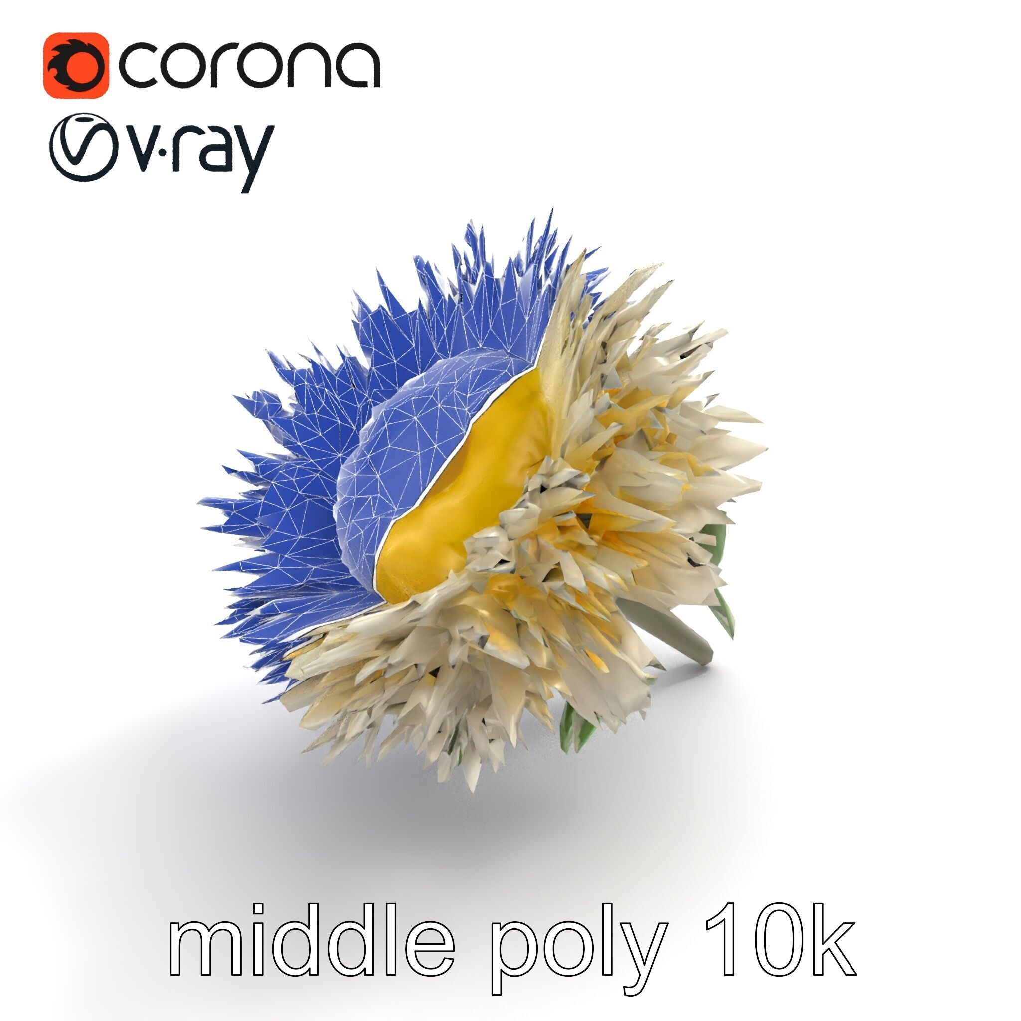 Leucanthemum Alpina Realistic Flower model pack Low-poly 3D model_11