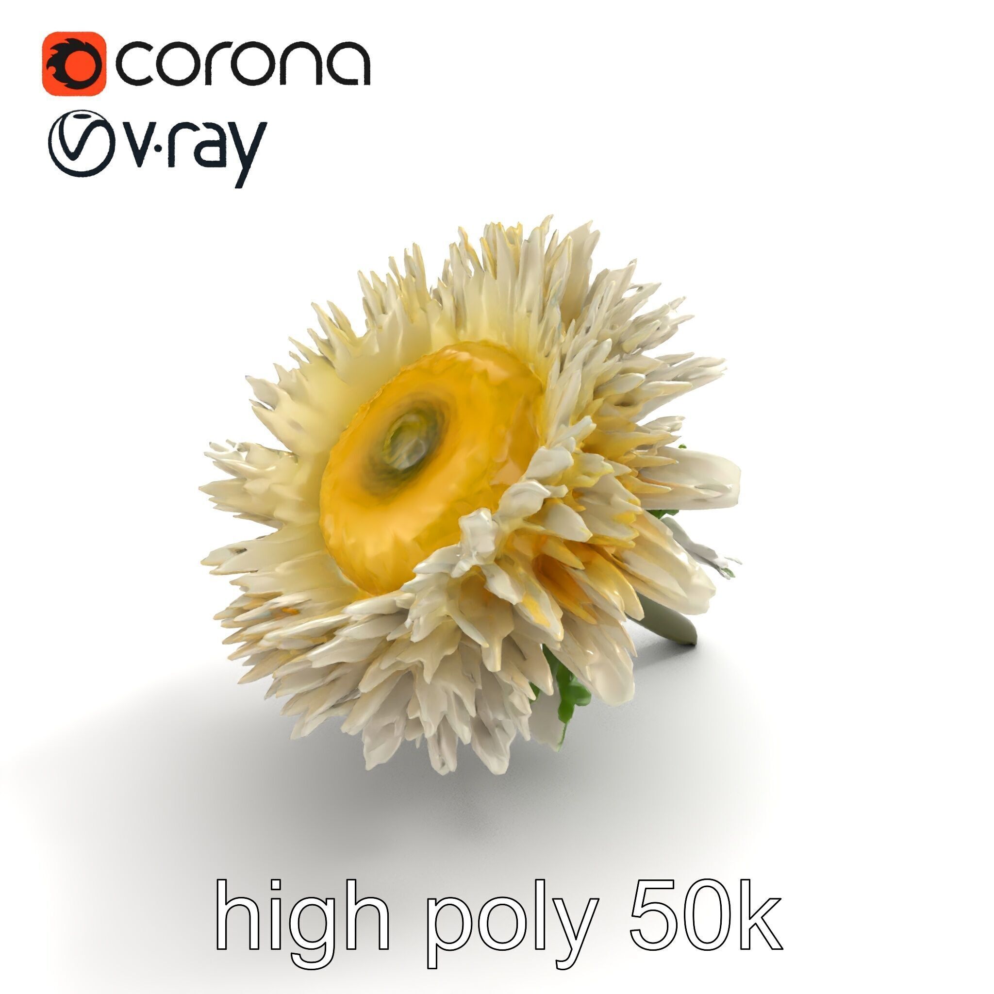 Leucanthemum Alpina Realistic Flower model pack Low-poly 3D model_20