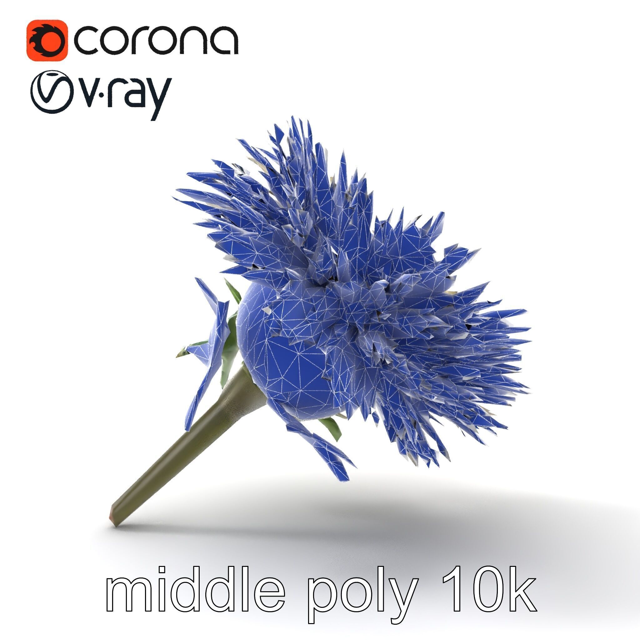 Leucanthemum Alpina Realistic Flower model pack Low-poly 3D model_19