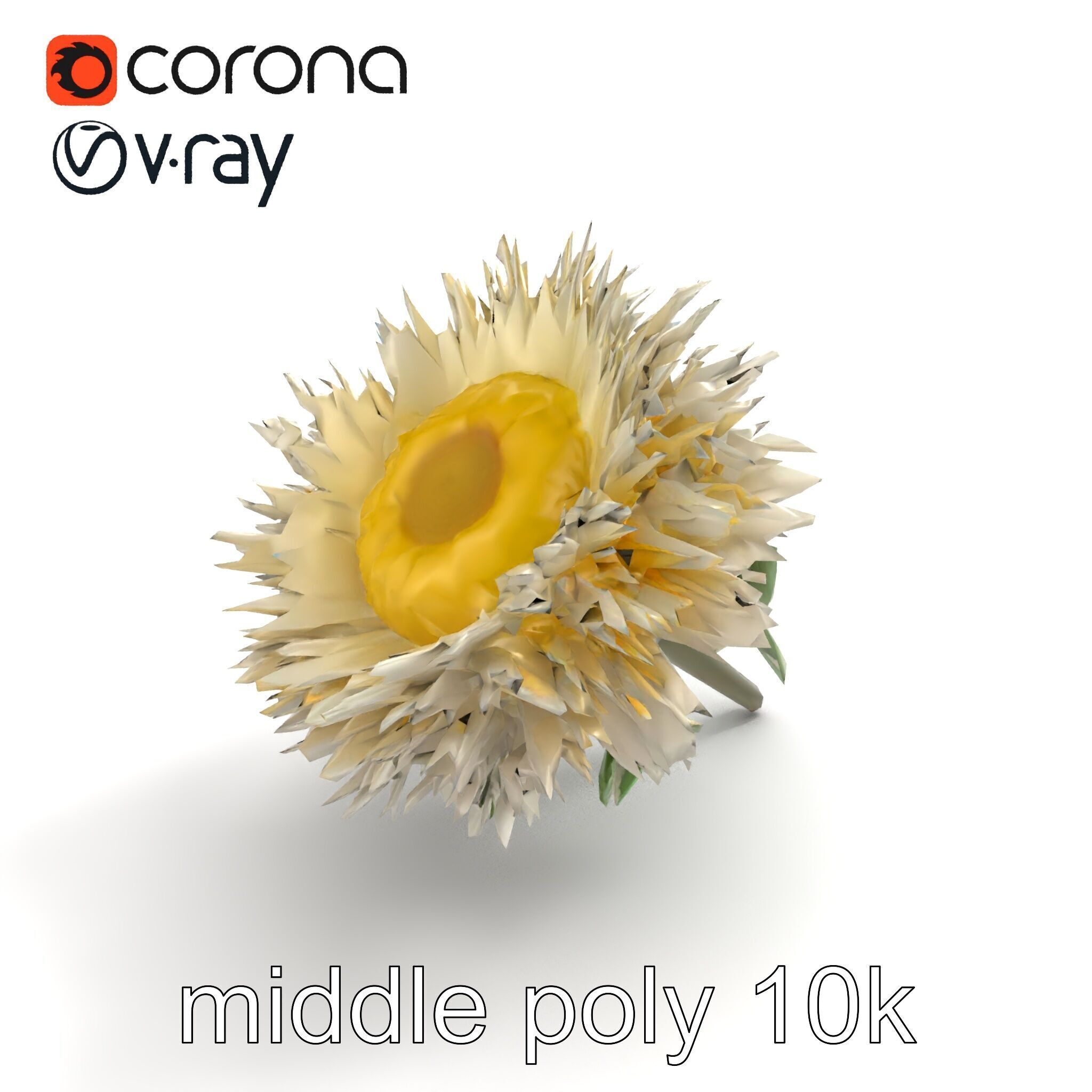 Leucanthemum Alpina Realistic Flower model pack Low-poly 3D model_8