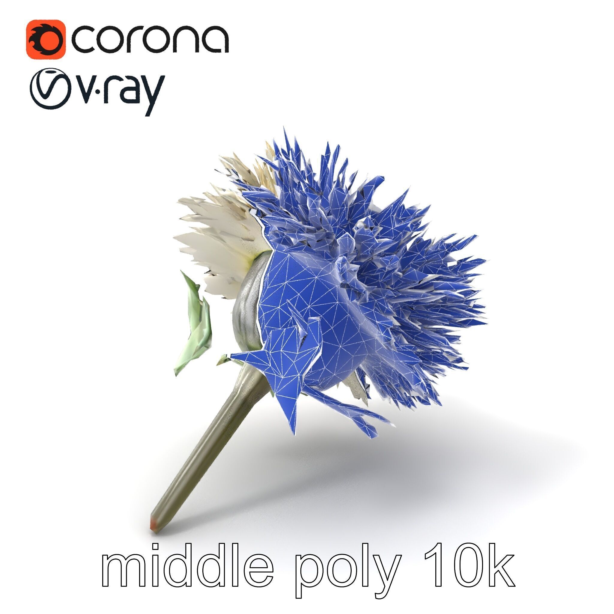 Leucanthemum Alpina Realistic Flower model pack Low-poly 3D model_6