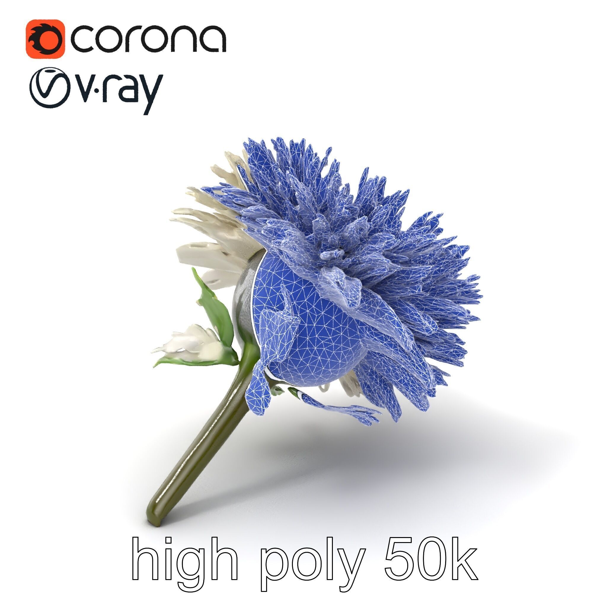Leucanthemum Alpina Realistic Flower model pack Low-poly 3D model_10