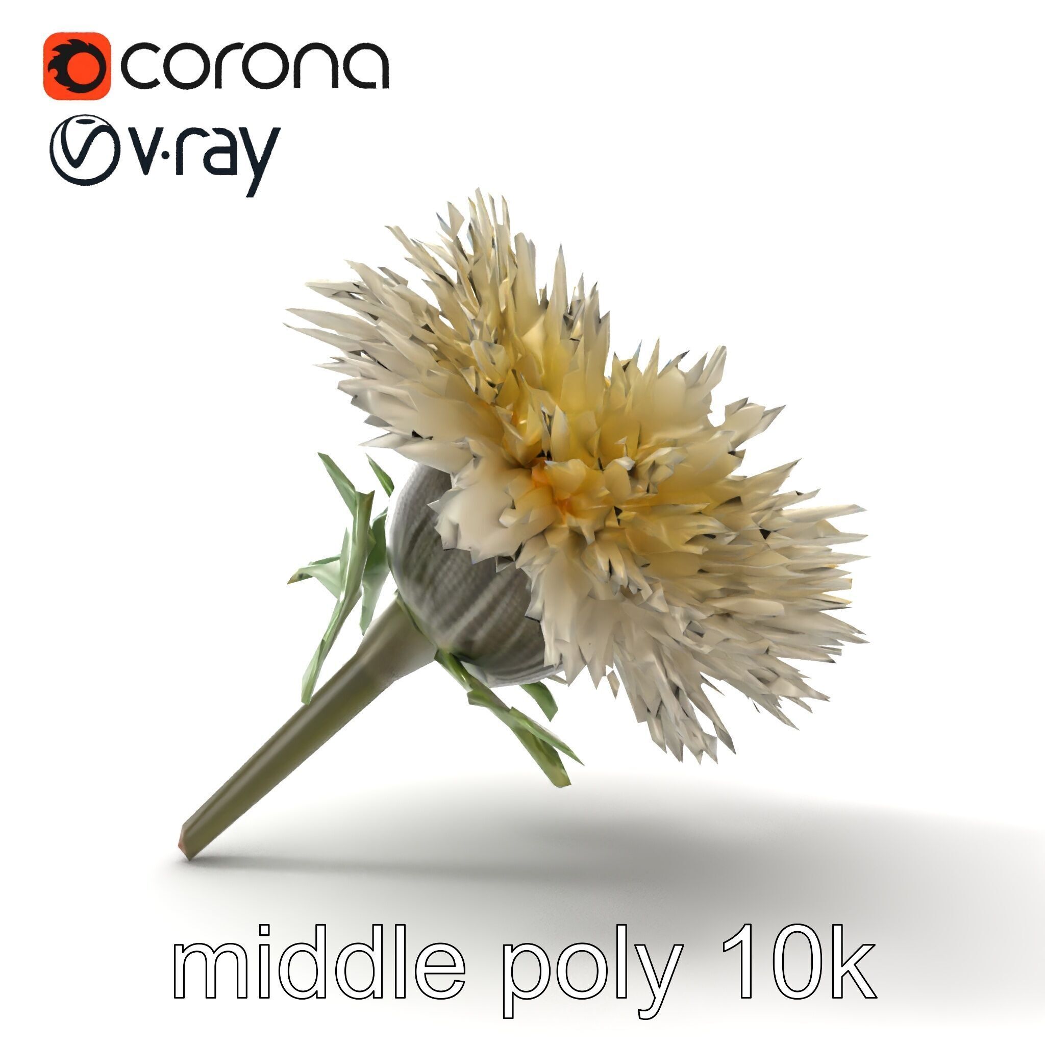 Leucanthemum Alpina Realistic Flower model pack Low-poly 3D model_15