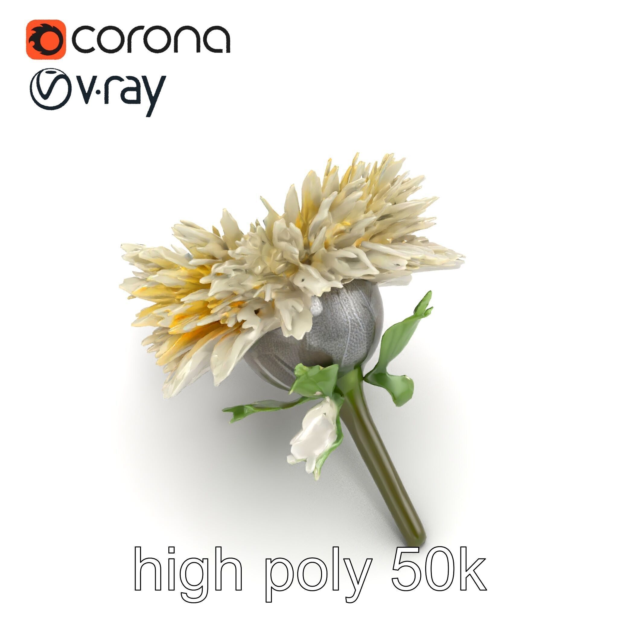 Leucanthemum Alpina Realistic Flower model pack Low-poly 3D model_27
