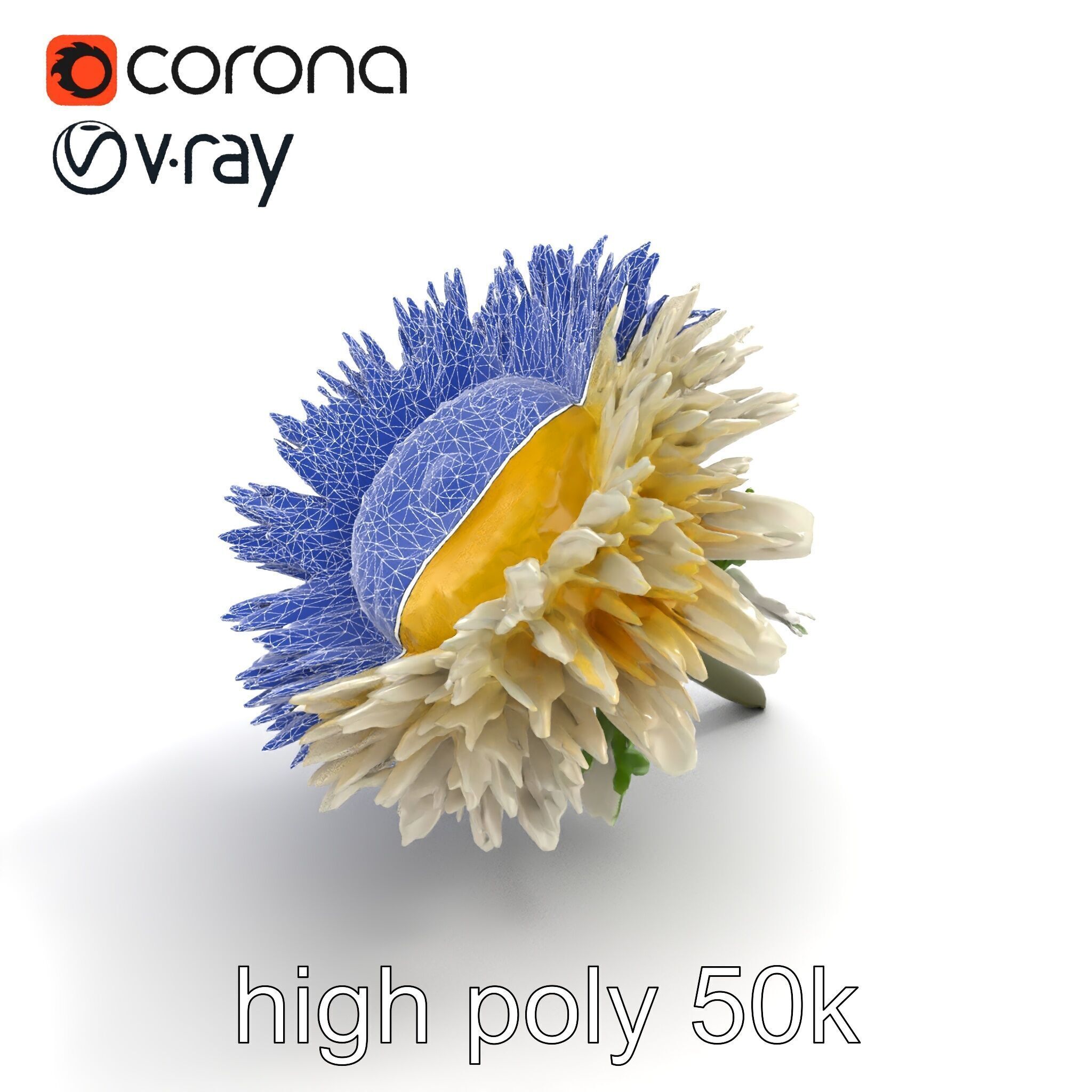 Leucanthemum Alpina Realistic Flower model pack Low-poly 3D model_25