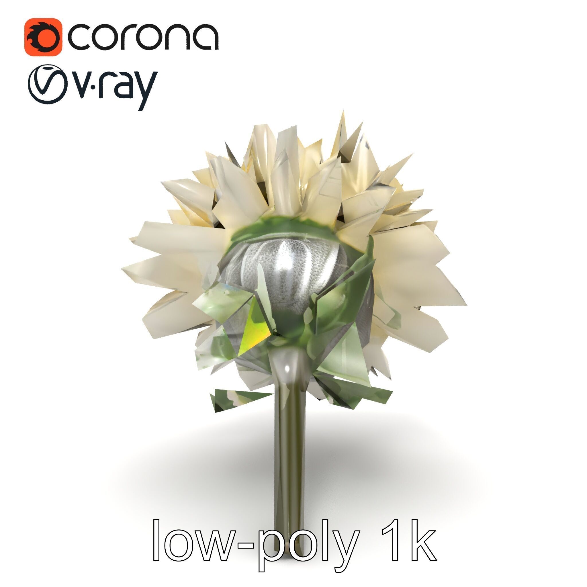 Leucanthemum Alpina Realistic Flower model pack Low-poly 3D model_24
