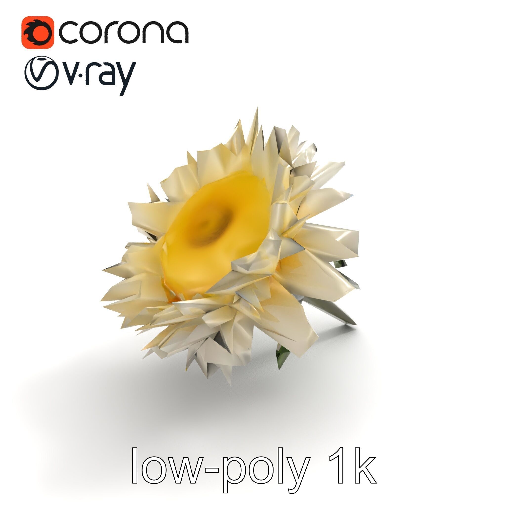 Leucanthemum Alpina Realistic Flower model pack Low-poly 3D model_9