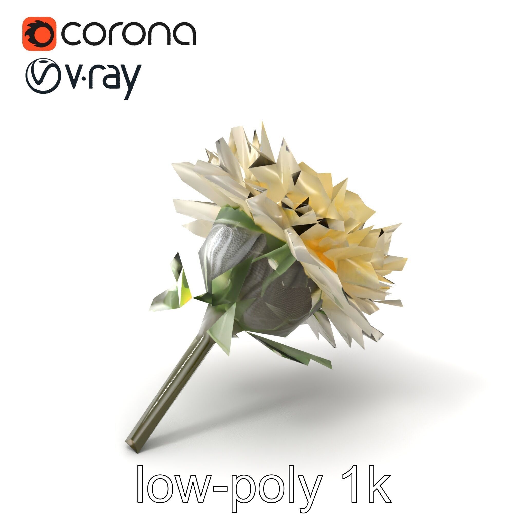 Leucanthemum Alpina Realistic Flower model pack Low-poly 3D model_5