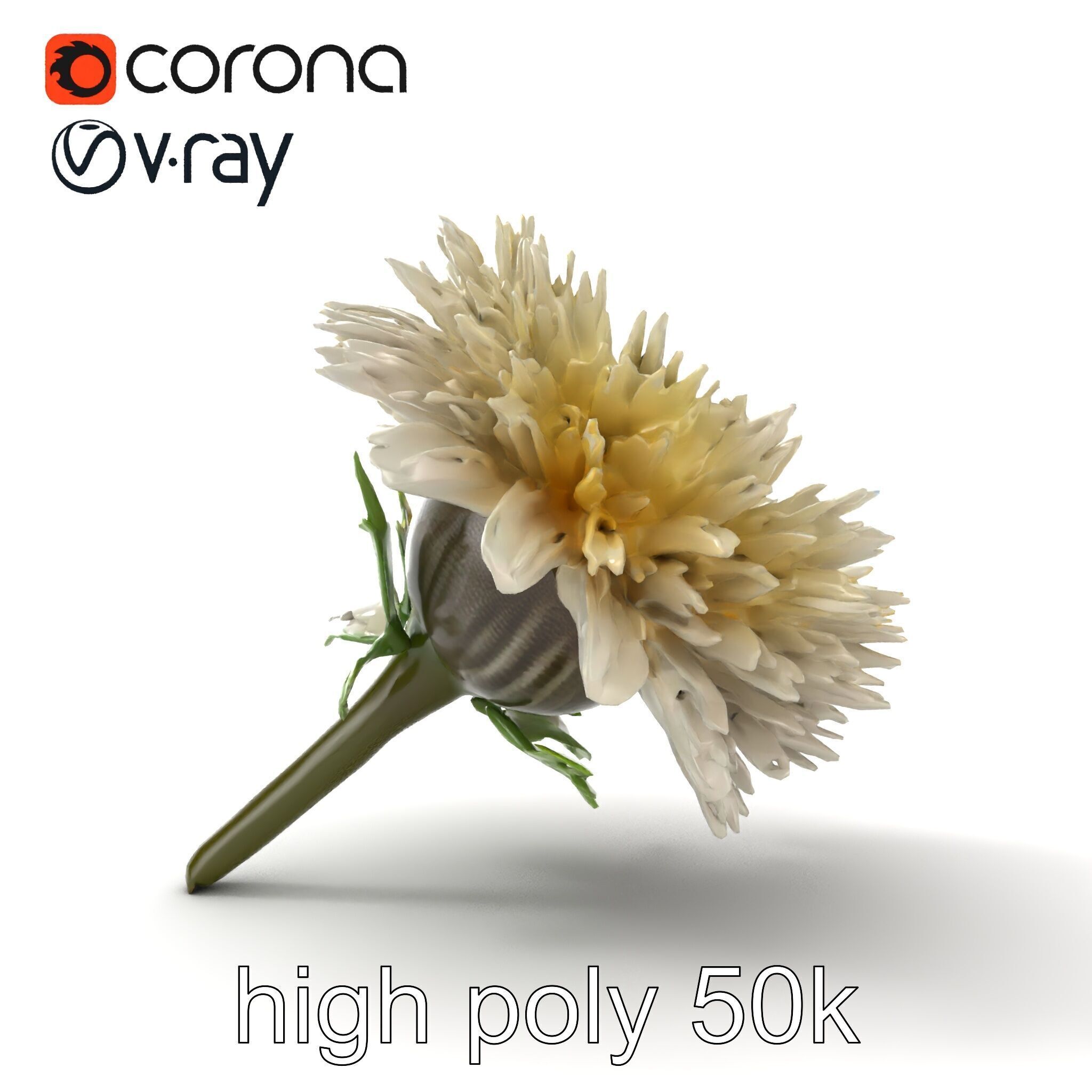 Leucanthemum Alpina Realistic Flower model pack Low-poly 3D model_18