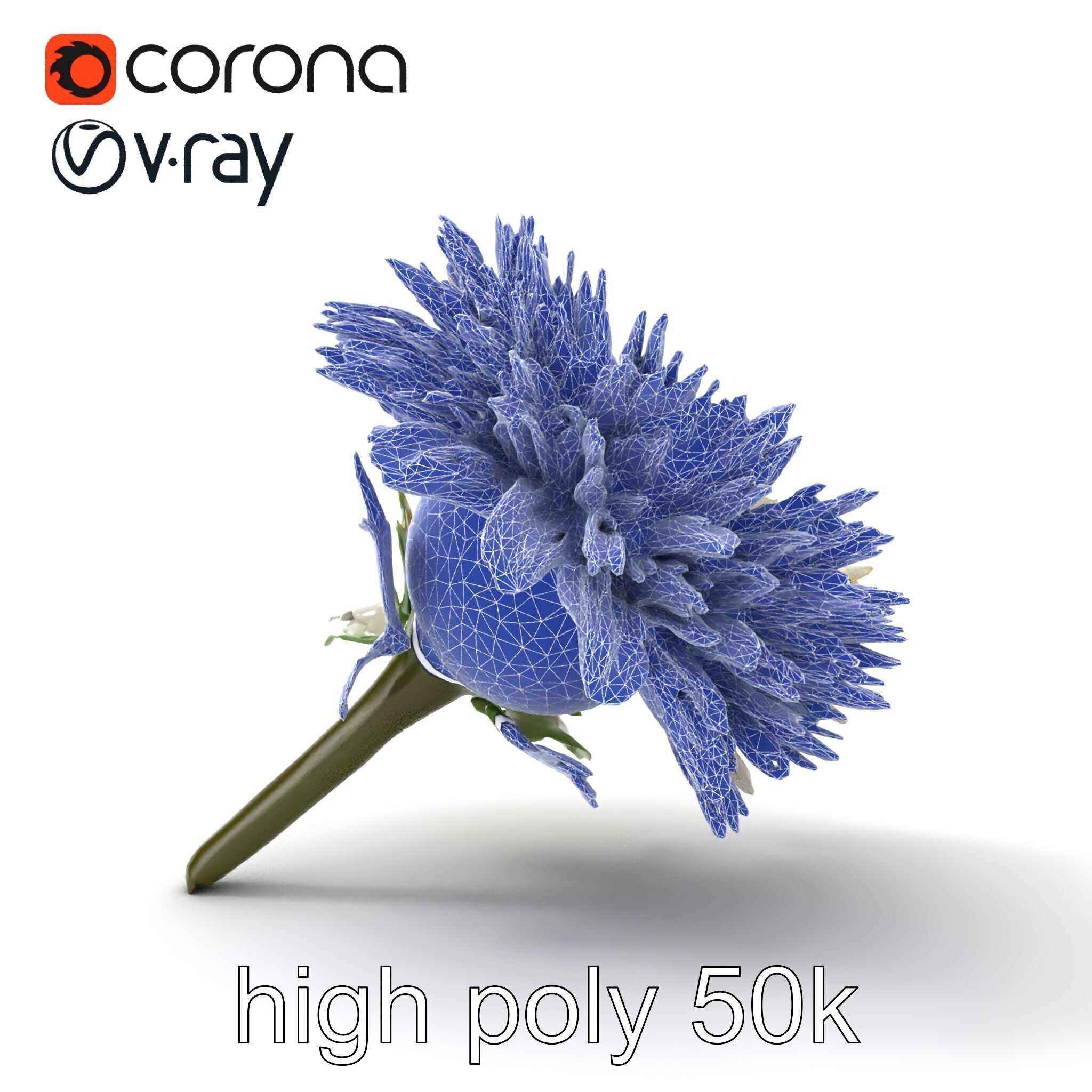 Leucanthemum Alpina Realistic Flower model pack Low-poly 3D model_17