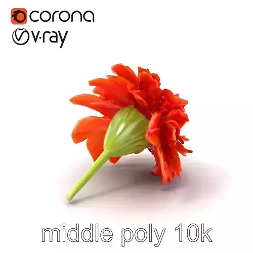 Dianthus Orange Flower Blooms model pack Low-poly 3D model