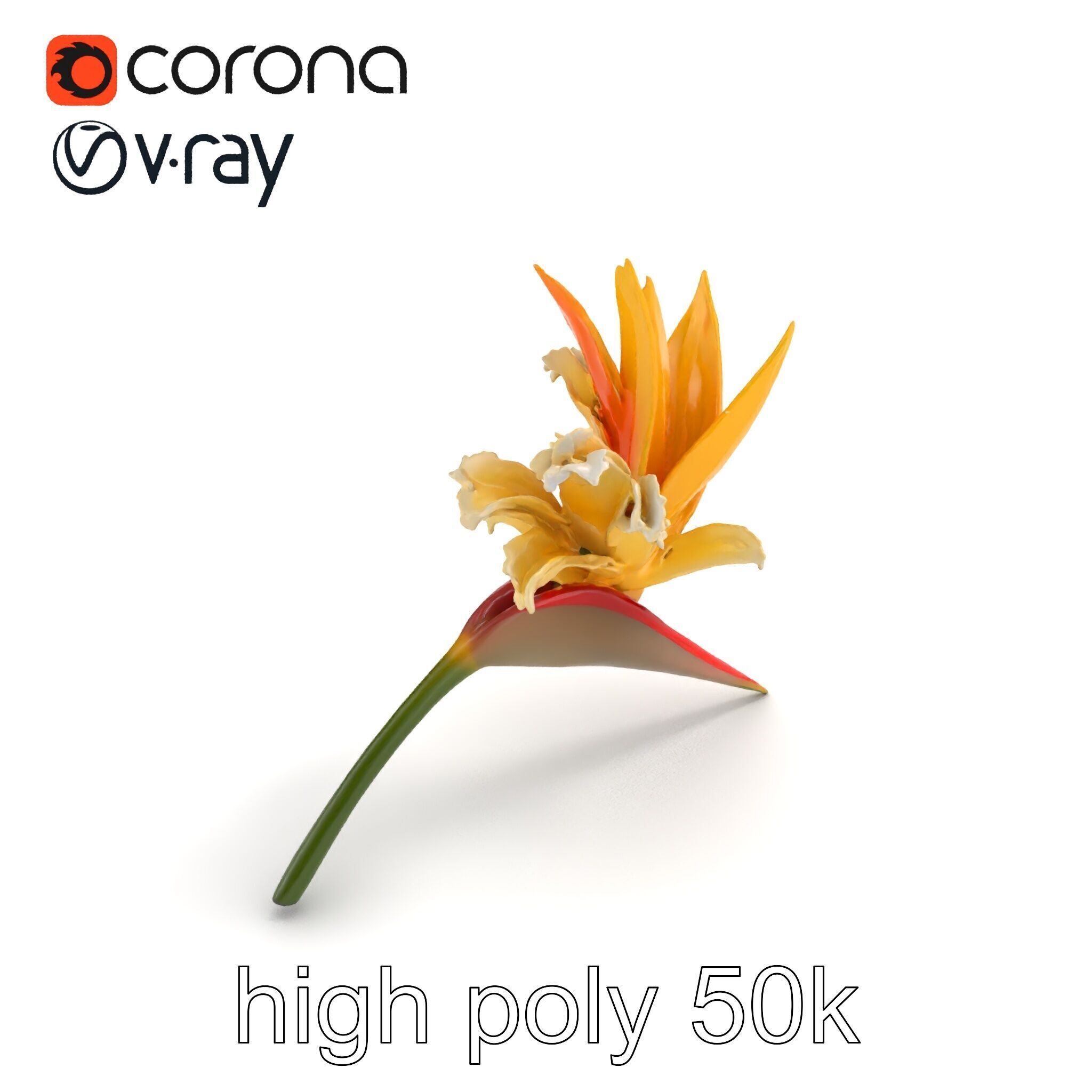 Double Strelitzia Flower Intricate Texture model pack Low-poly 3D model_9