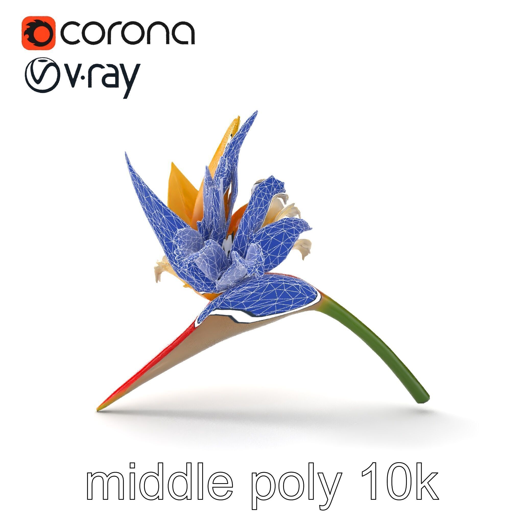 Double Strelitzia Flower Intricate Texture model pack Low-poly 3D model_14
