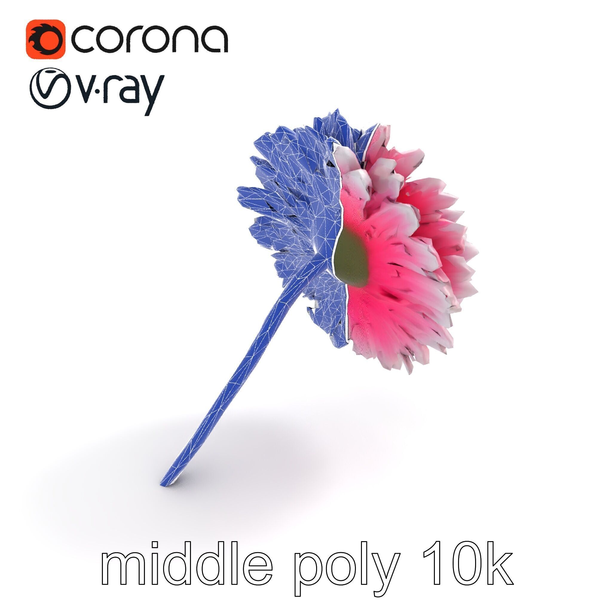 Leucanthemum Bicolor Gradient Petals model pack Low-poly 3D model_10