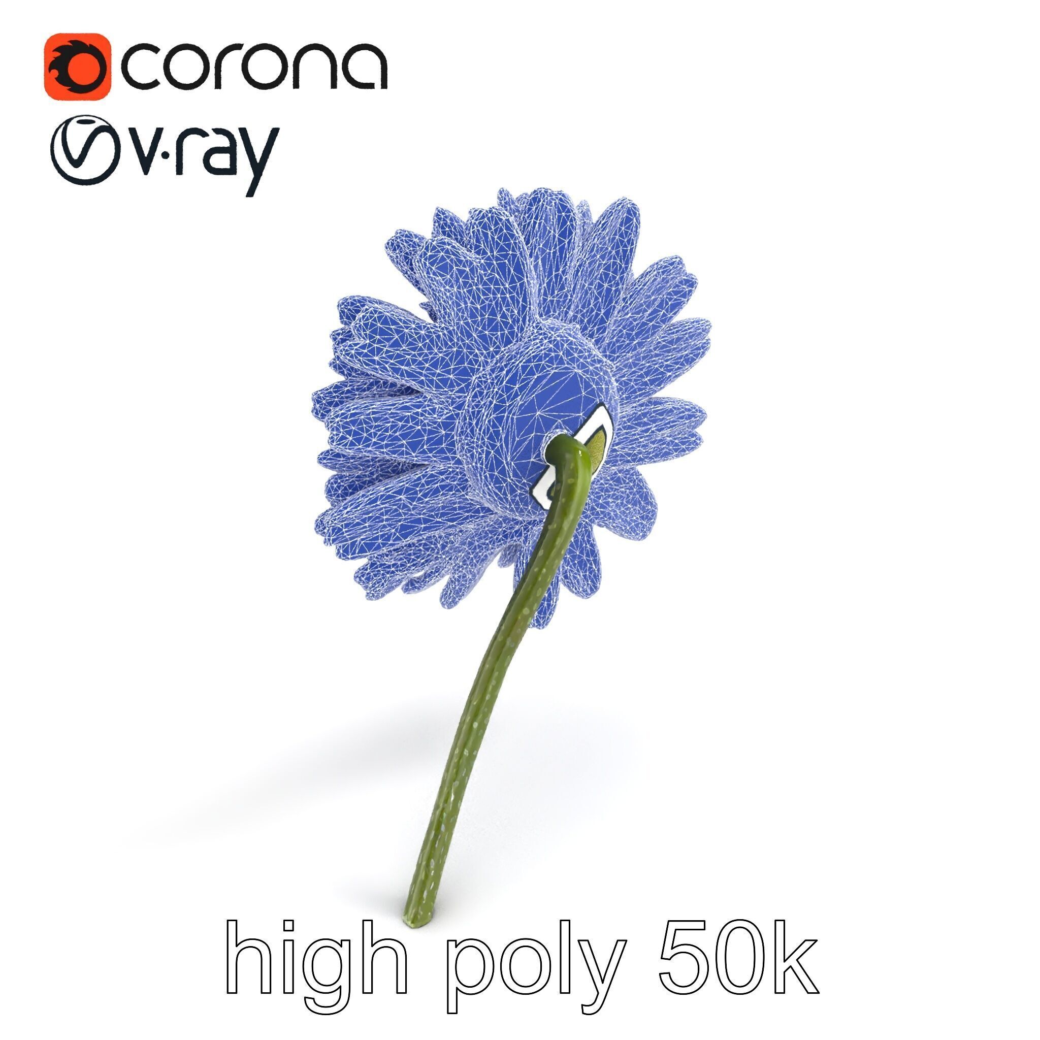 Leucanthemum Bicolor Gradient Petals model pack Low-poly 3D model_20