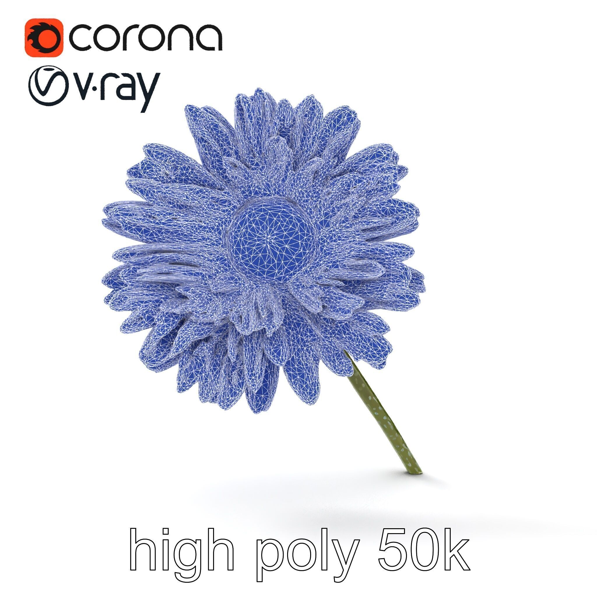 Leucanthemum Bicolor Gradient Petals model pack Low-poly 3D model_13