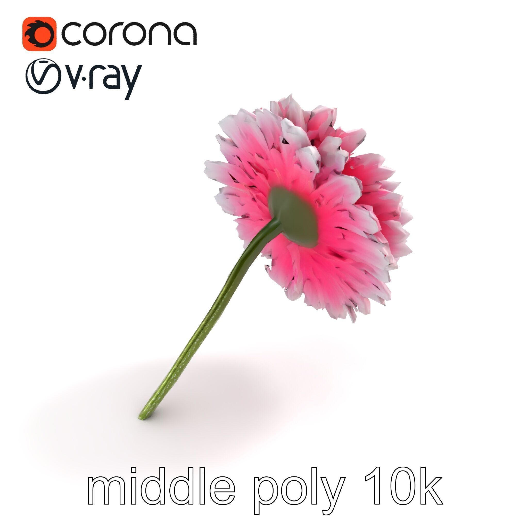 Leucanthemum Bicolor Gradient Petals model pack Low-poly 3D model_7