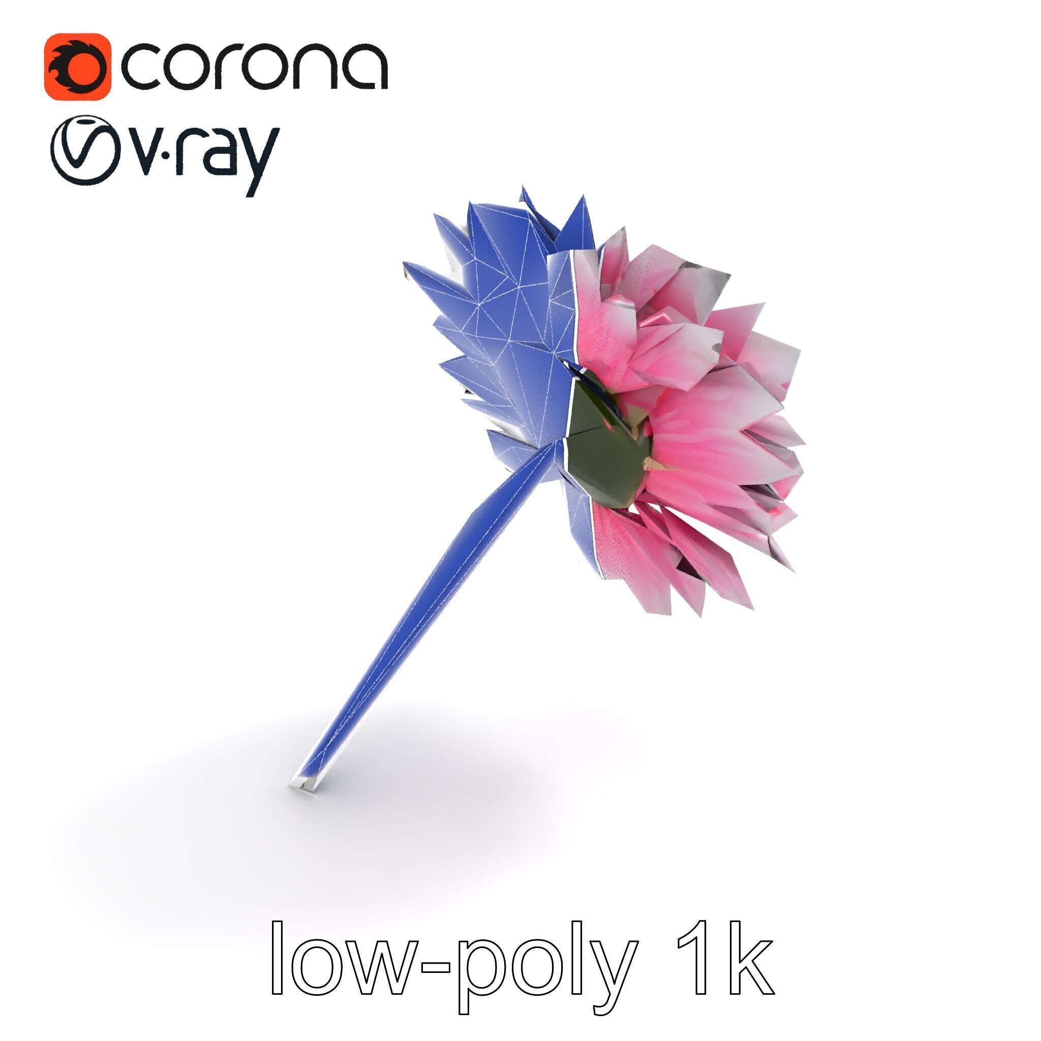 Leucanthemum Bicolor Gradient Petals model pack Low-poly 3D model_11