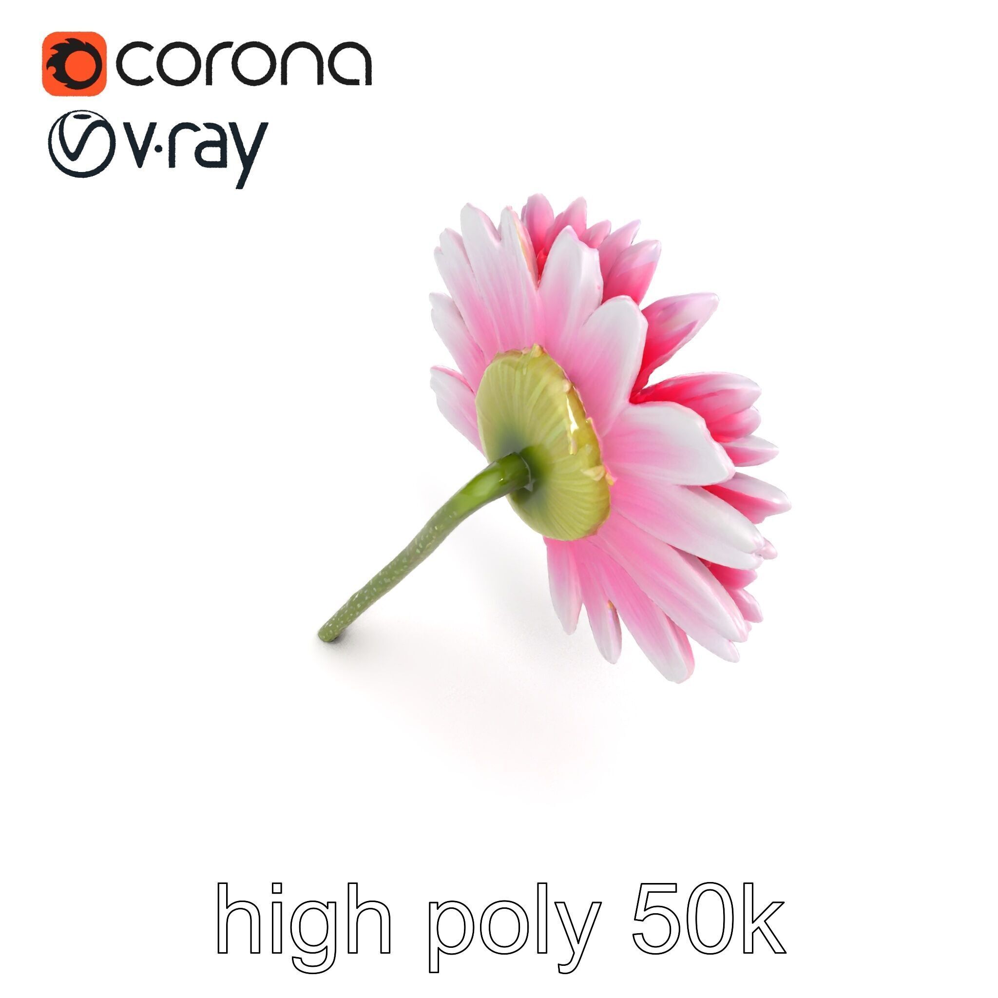 Leucanthemum Bicolor Gradient Petals model pack Low-poly 3D model_24