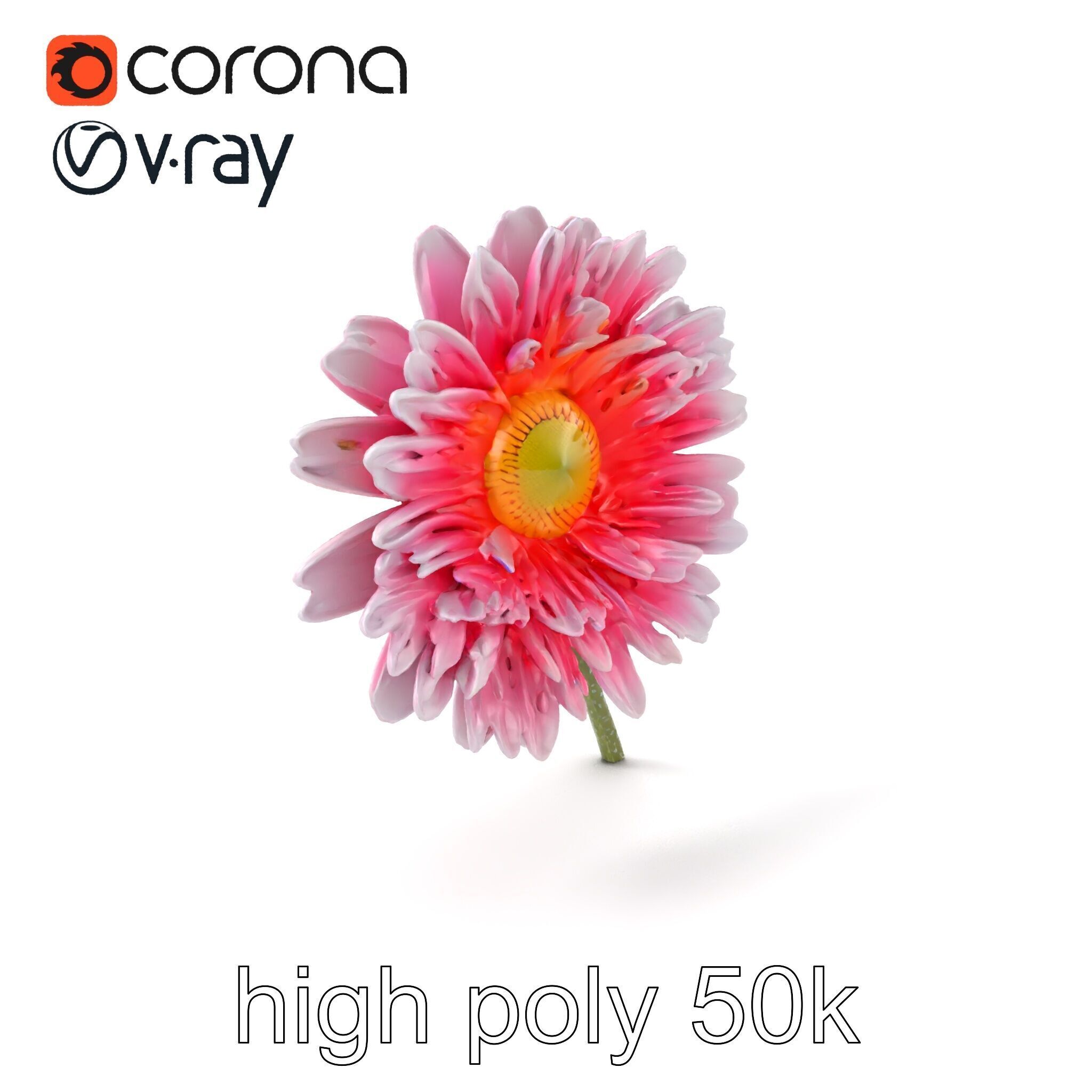 Leucanthemum Bicolor Gradient Petals model pack Low-poly 3D model_2