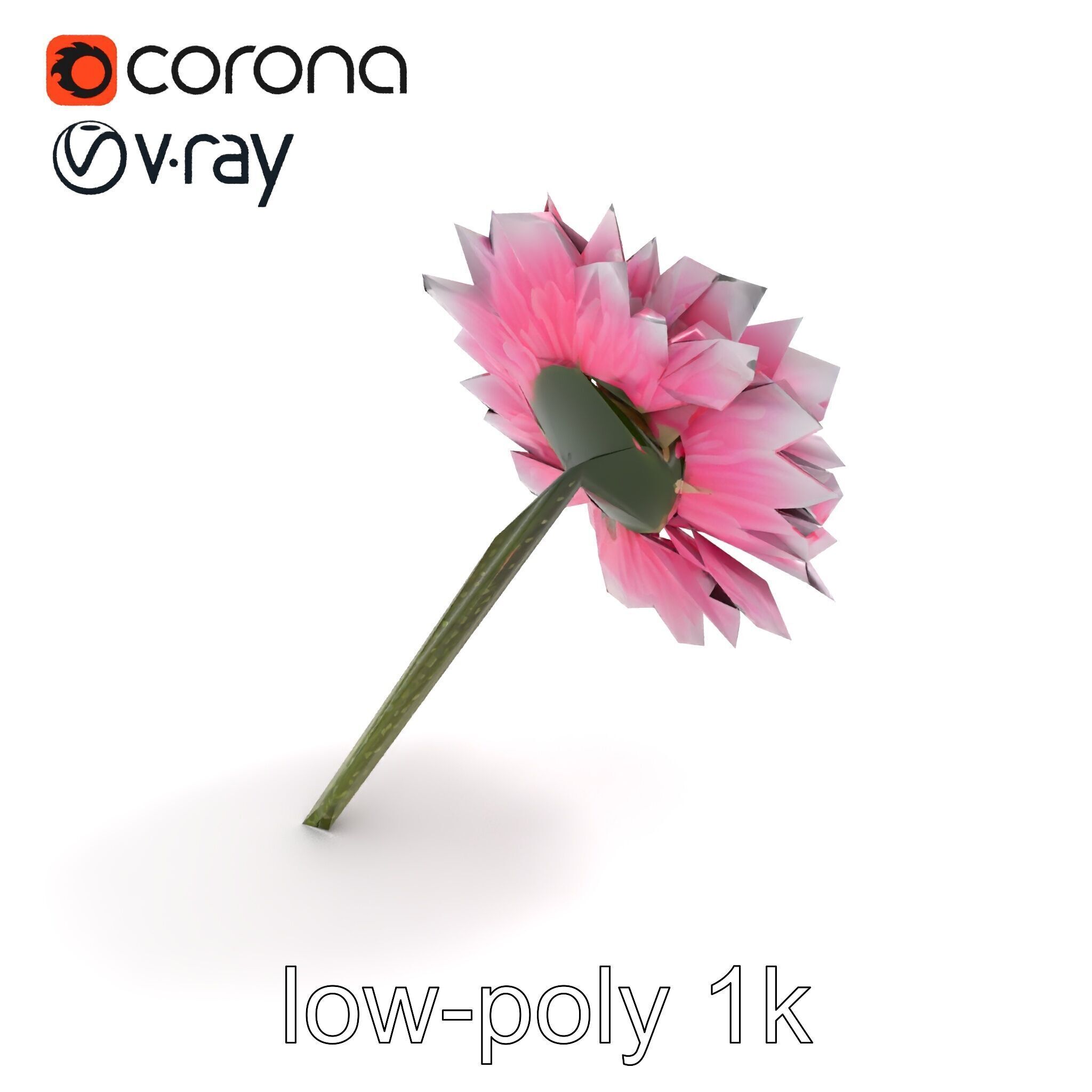 Leucanthemum Bicolor Gradient Petals model pack Low-poly 3D model_8