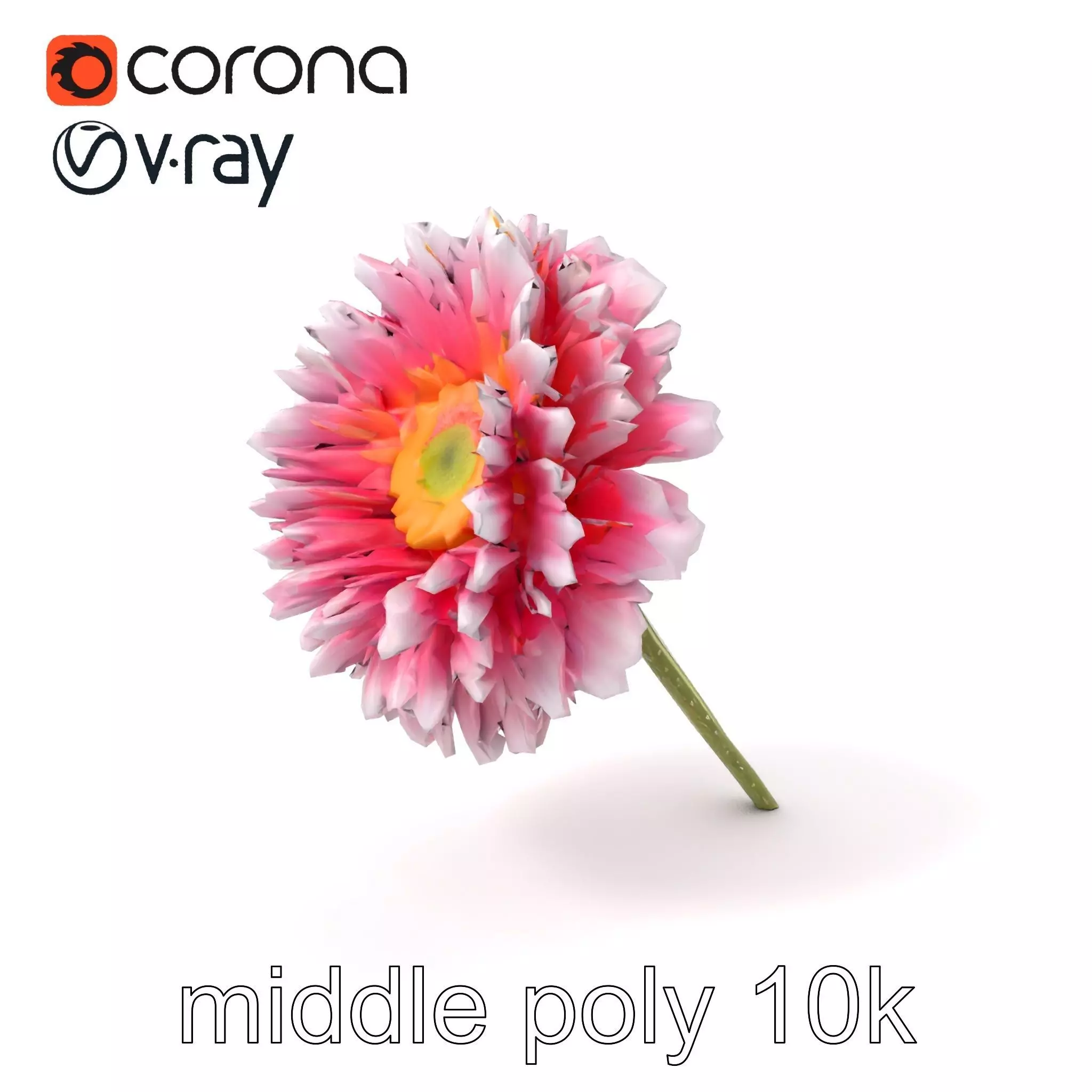 Leucanthemum Bicolor Gradient Petals model pack Low-poly 3D model_0