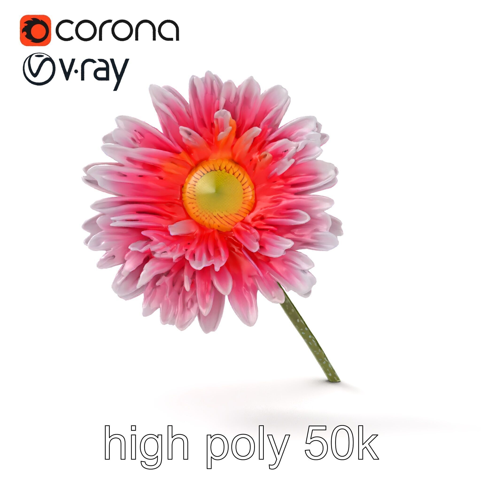 Leucanthemum Bicolor Gradient Petals model pack Low-poly 3D model_23