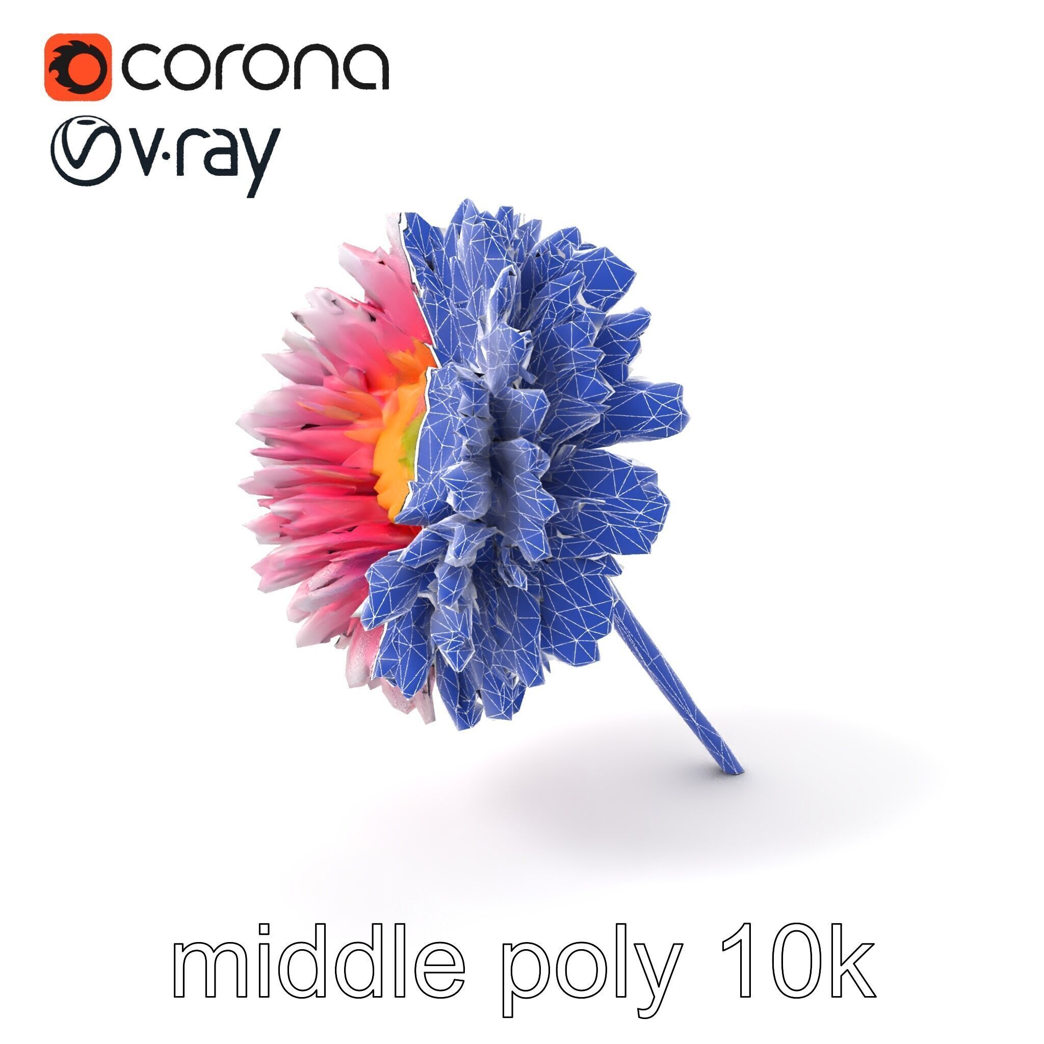 Leucanthemum Bicolor Gradient Petals model pack Low-poly 3D model_5