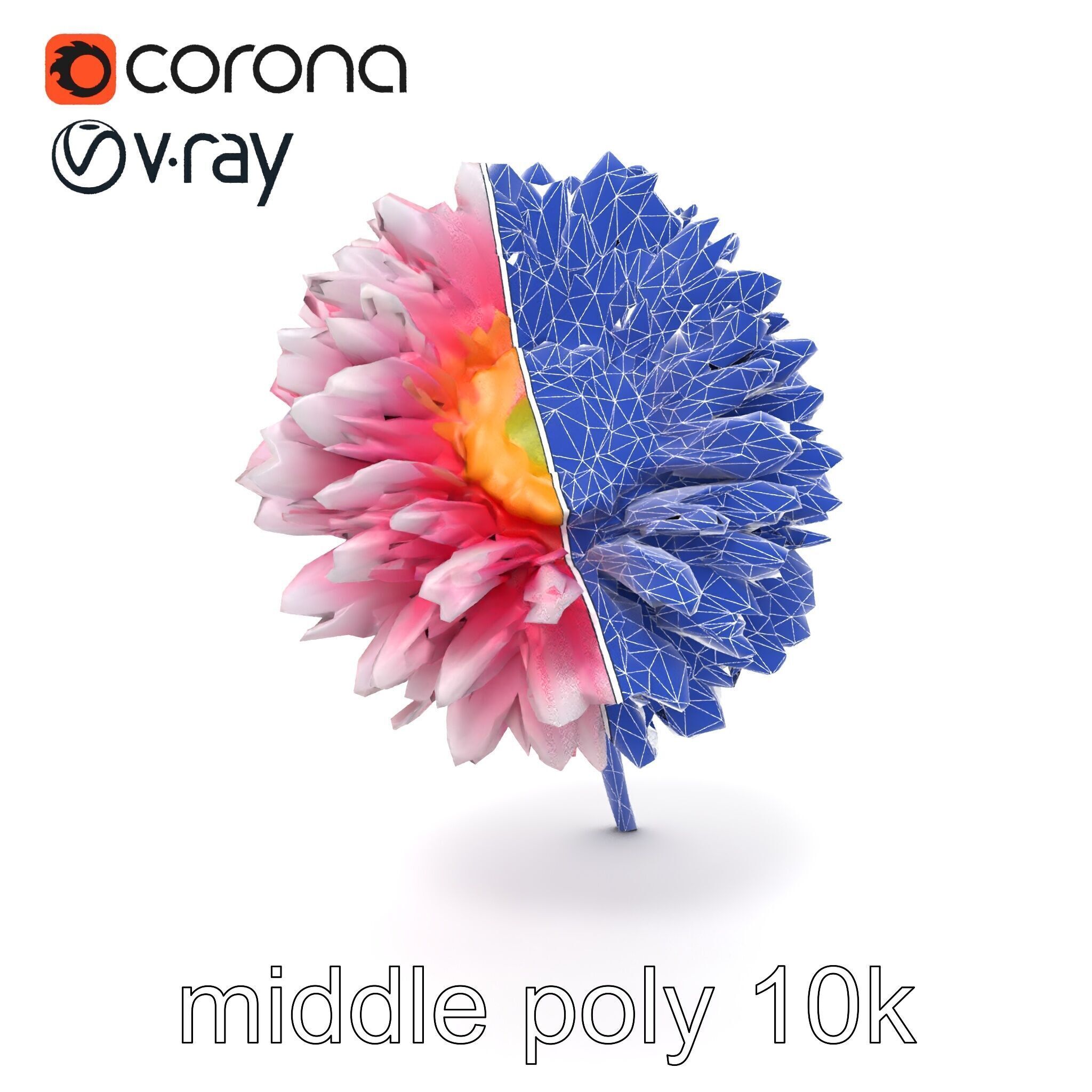 Leucanthemum Bicolor Gradient Petals model pack Low-poly 3D model_27