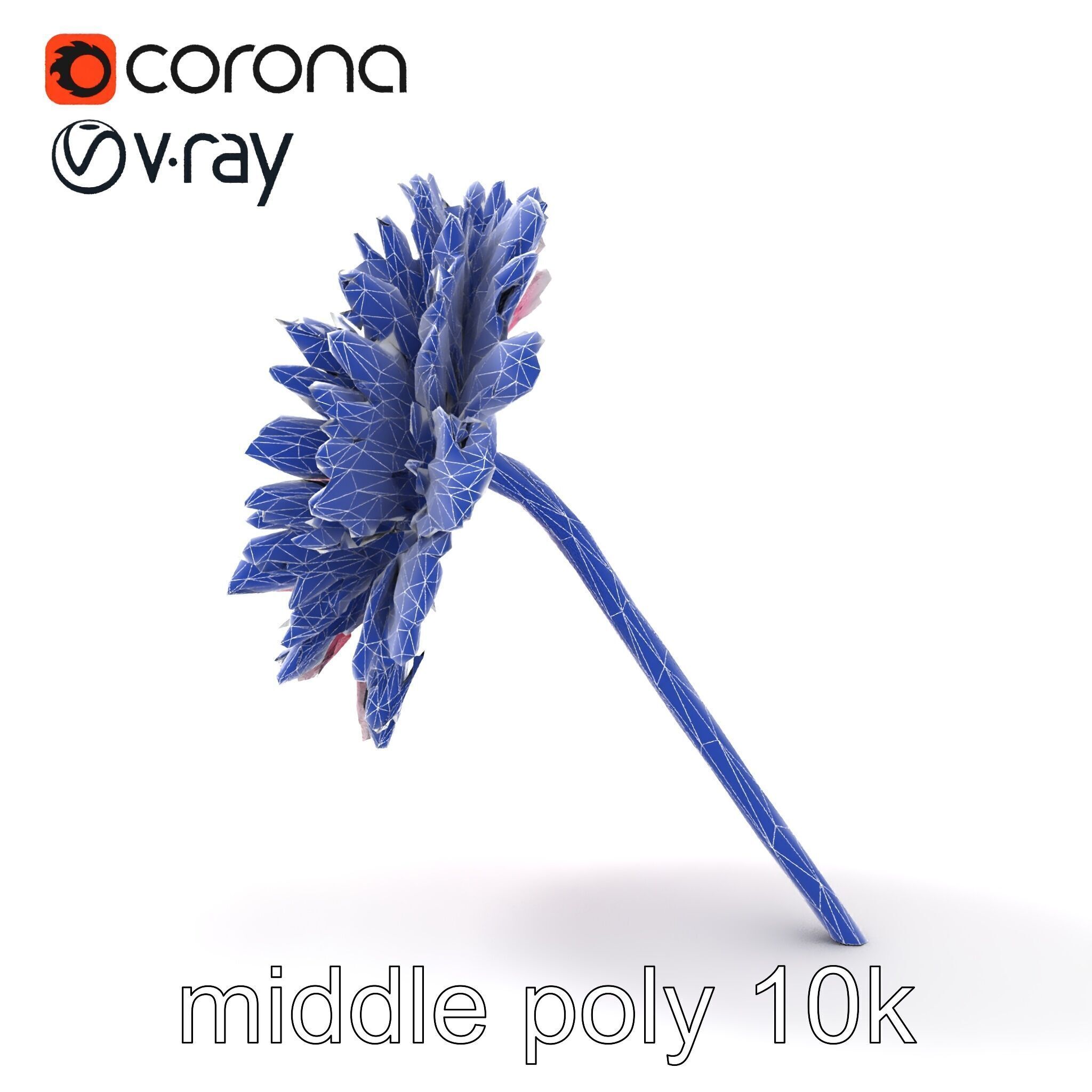 Leucanthemum Bicolor Gradient Petals model pack Low-poly 3D model_21