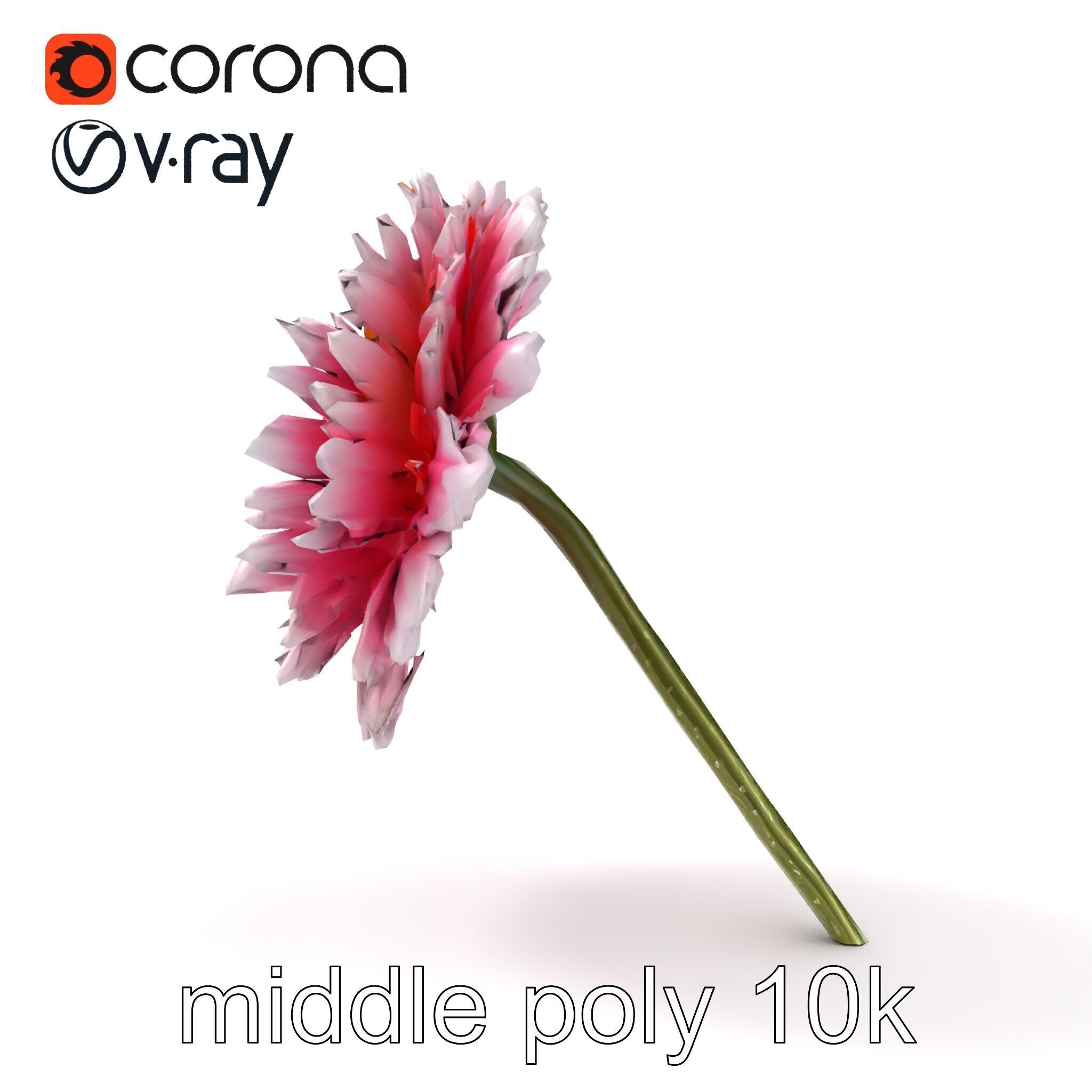 Leucanthemum Bicolor Gradient Petals model pack Low-poly 3D model_18