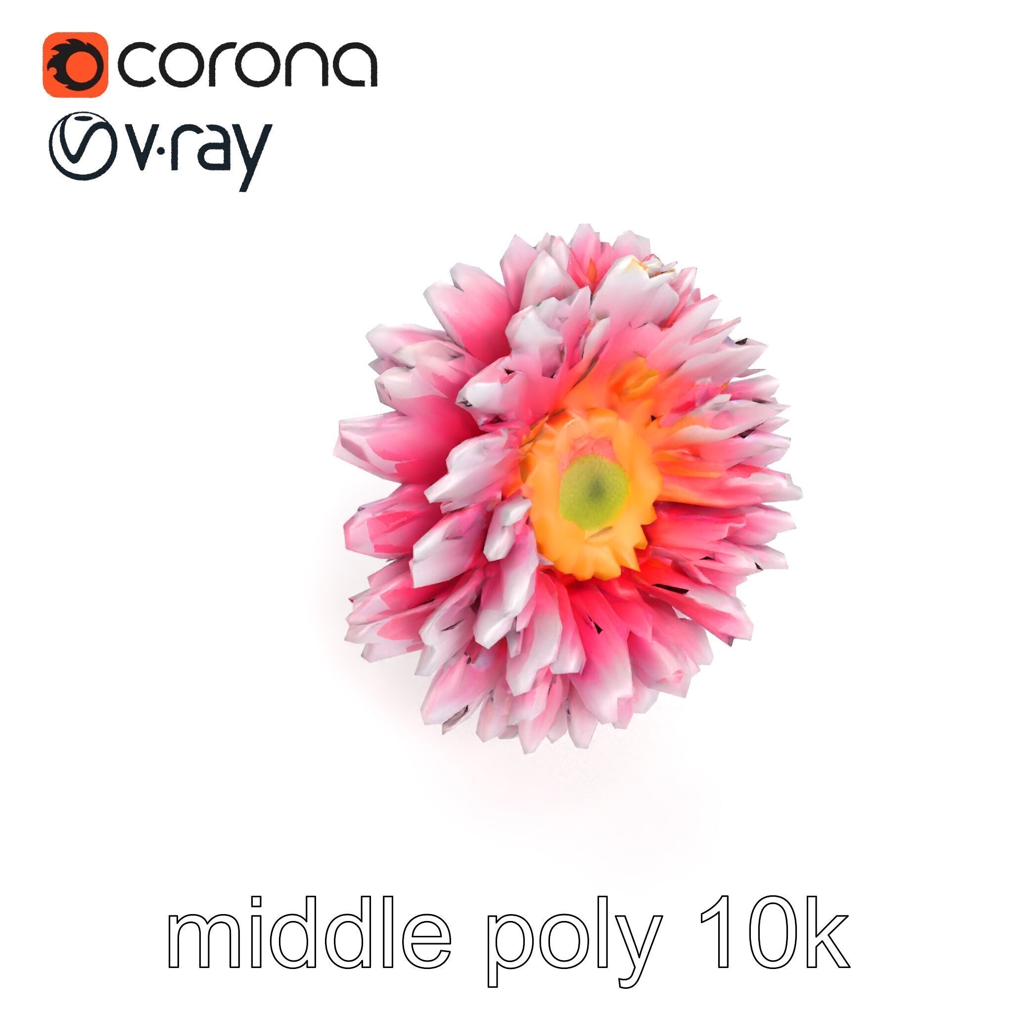 Leucanthemum Bicolor Gradient Petals model pack Low-poly 3D model_16