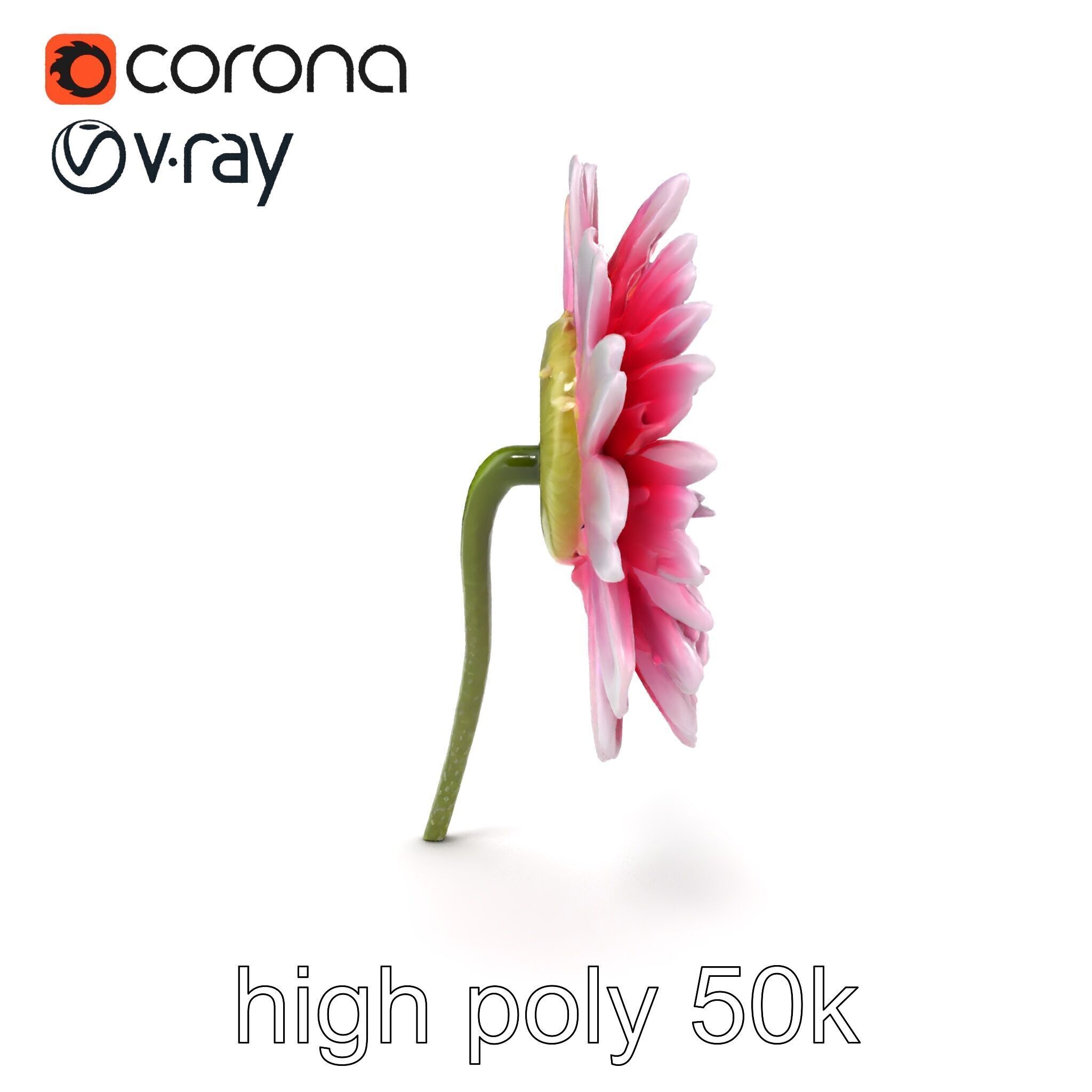 Leucanthemum Bicolor Gradient Petals model pack Low-poly 3D model_12