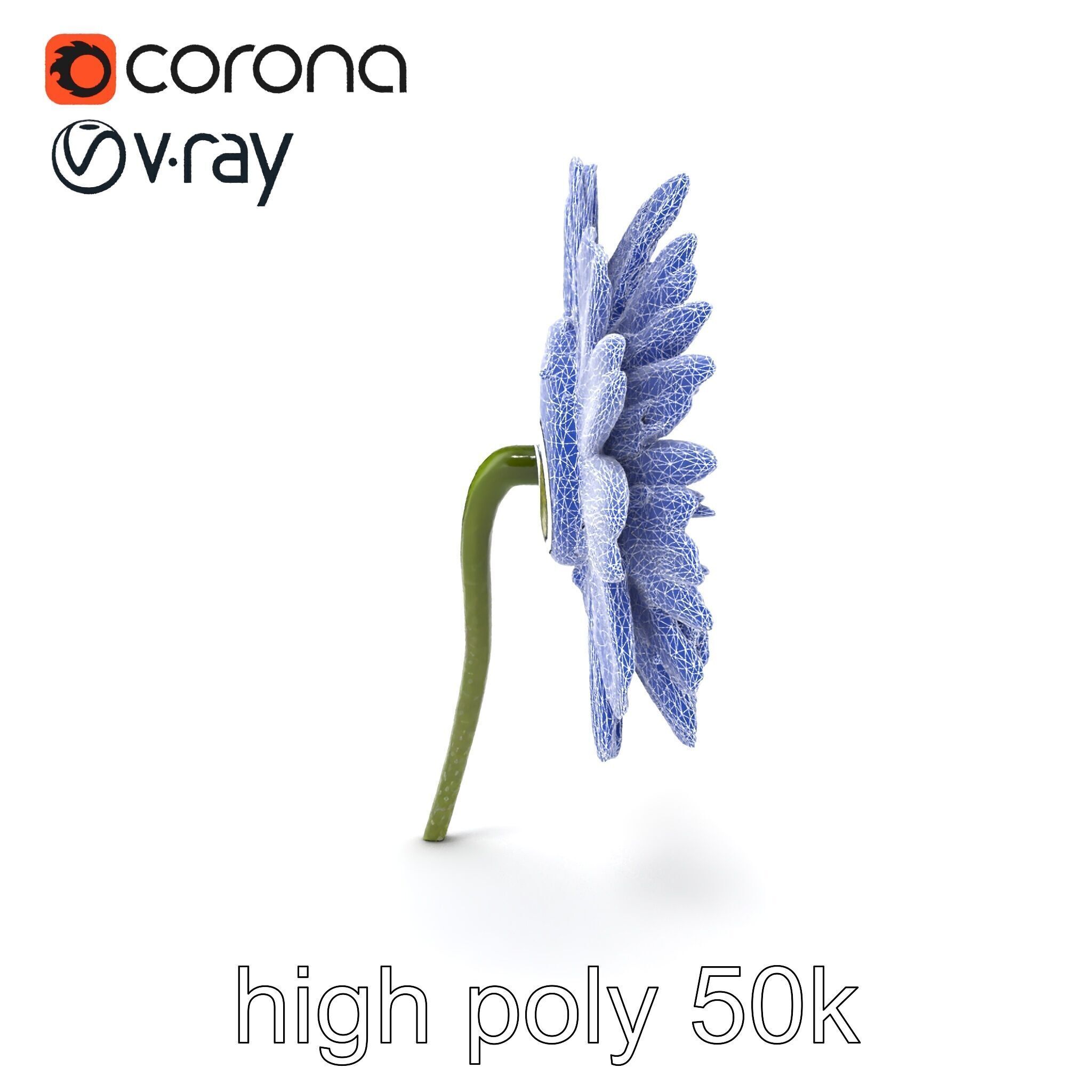 Leucanthemum Bicolor Gradient Petals model pack Low-poly 3D model_22