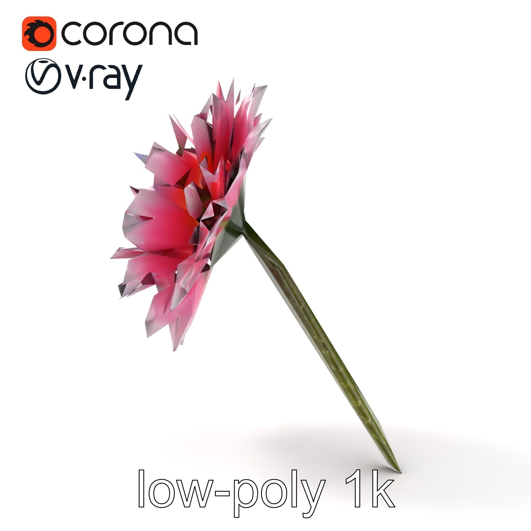 Leucanthemum Bicolor Gradient Petals model pack Low-poly 3D model_28