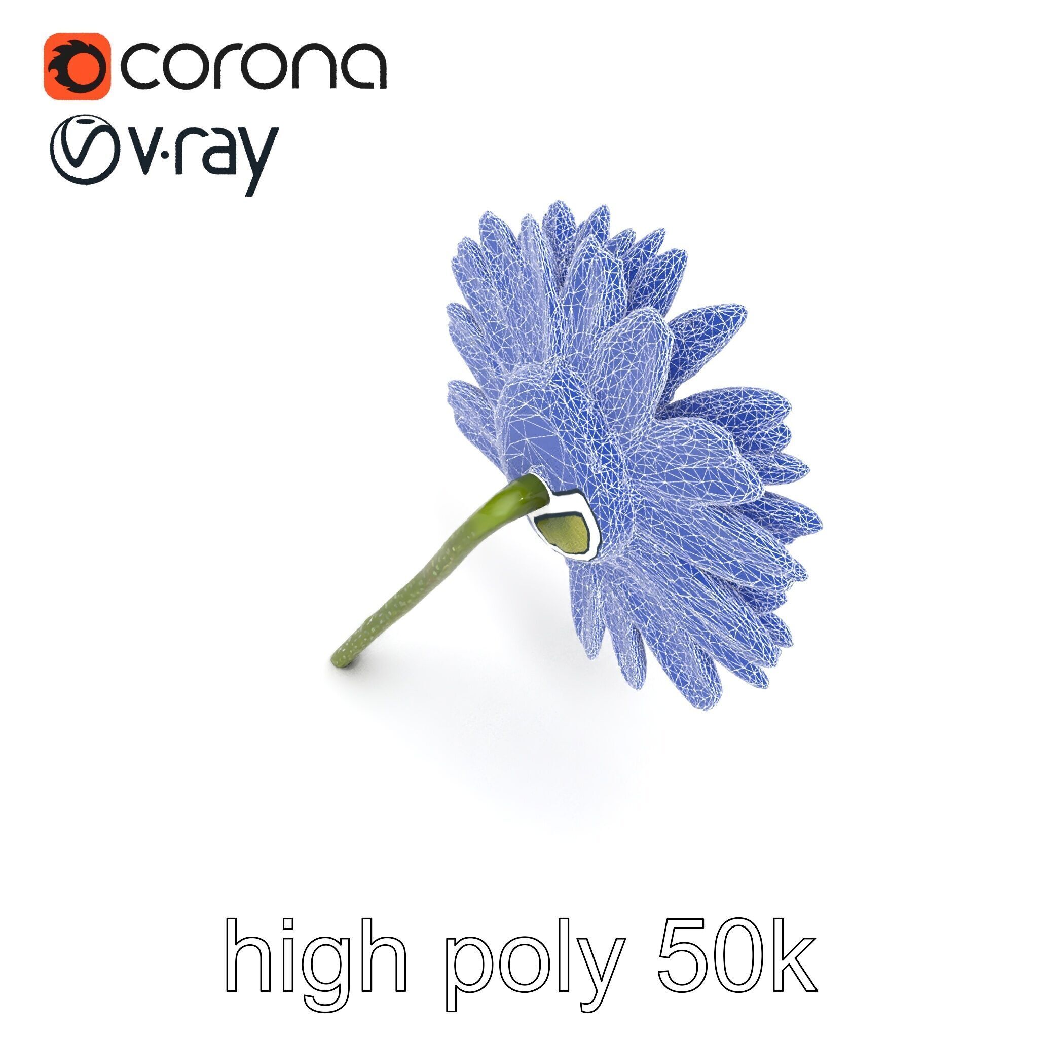 Leucanthemum Bicolor Gradient Petals model pack Low-poly 3D model_26