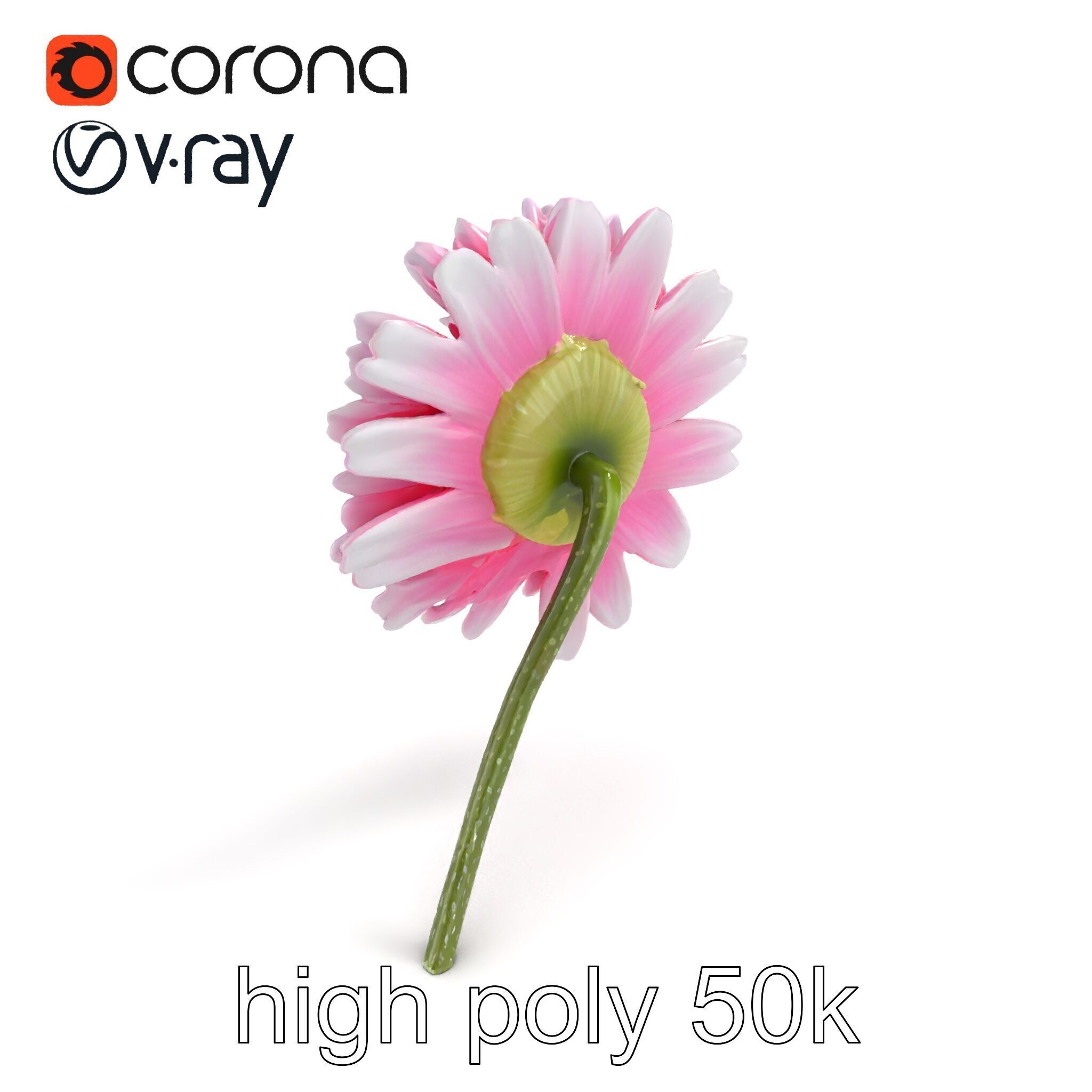 Leucanthemum Bicolor Gradient Petals model pack Low-poly 3D model_9