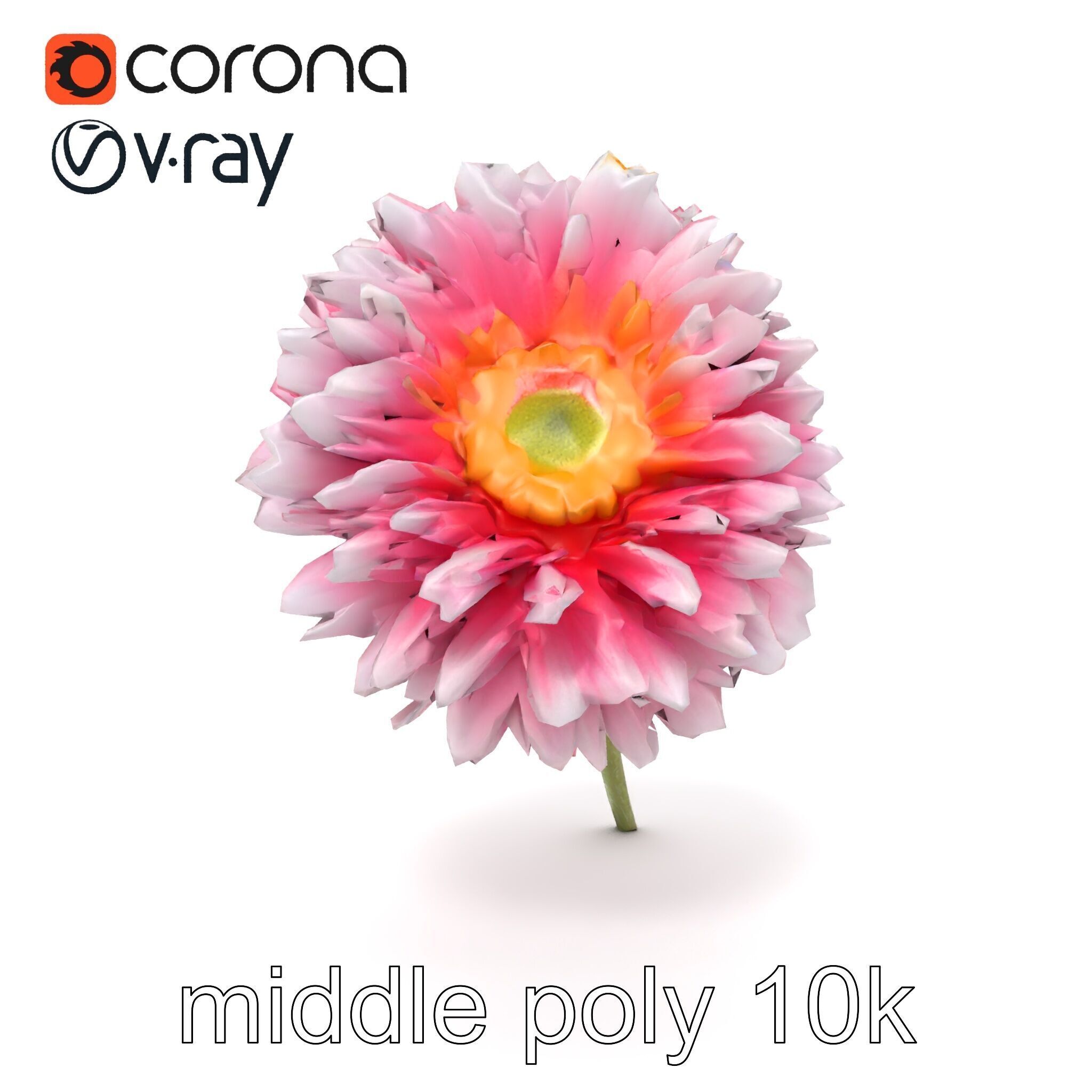 Leucanthemum Bicolor Gradient Petals model pack Low-poly 3D model_19