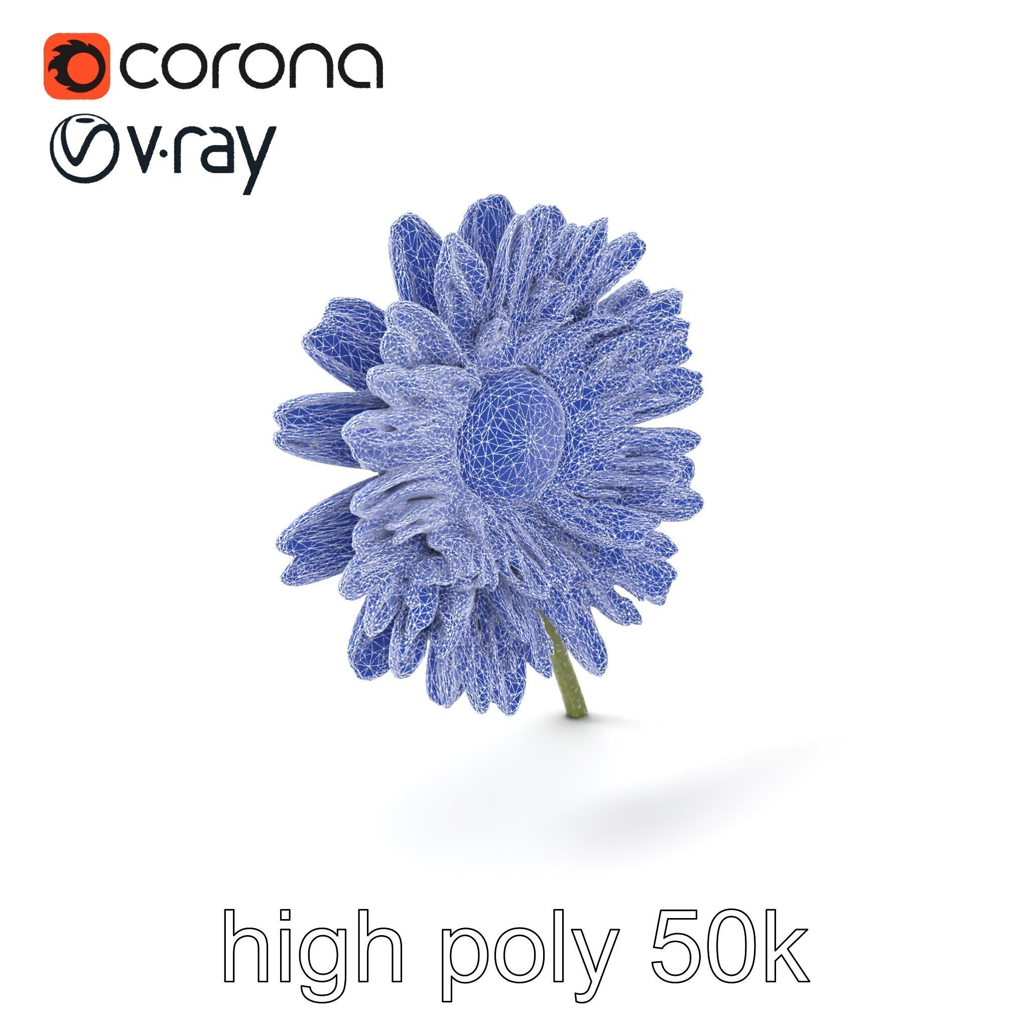 Leucanthemum Bicolor Gradient Petals model pack Low-poly 3D model_1