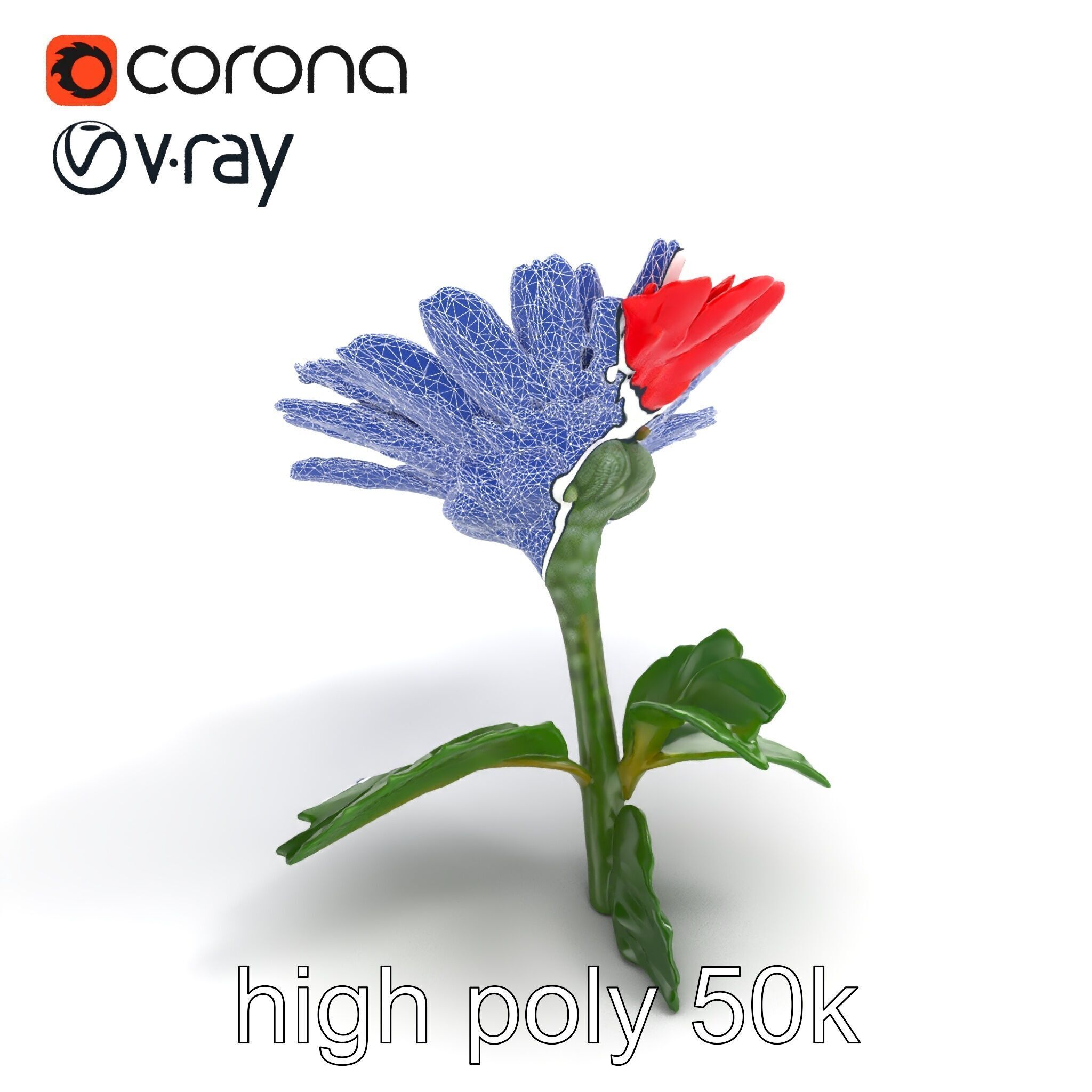 Leucanthemum Red Bloom Realistic Flower model pack Low-poly 3D model_12