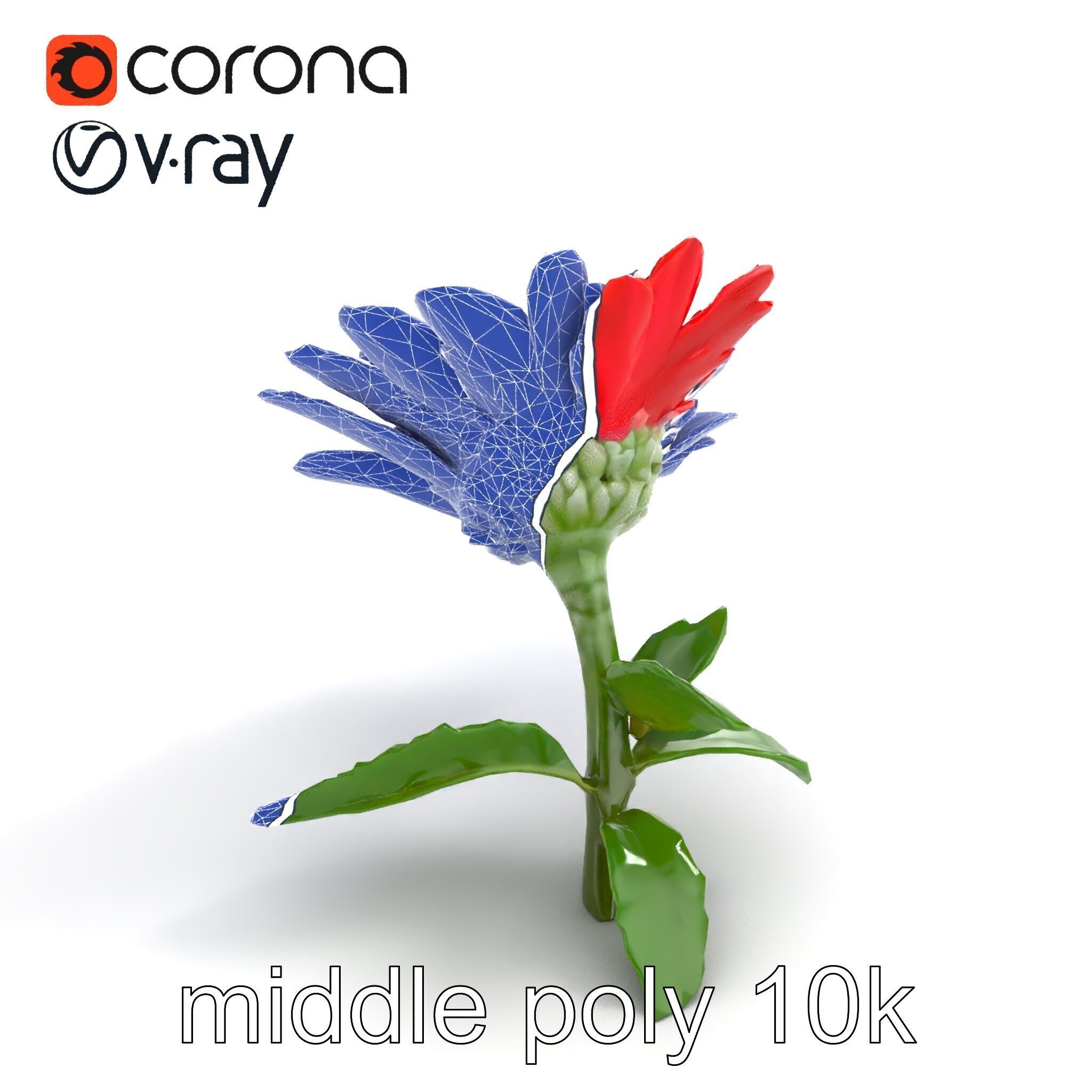 Leucanthemum Red Bloom Realistic Flower model pack Low-poly 3D model_18