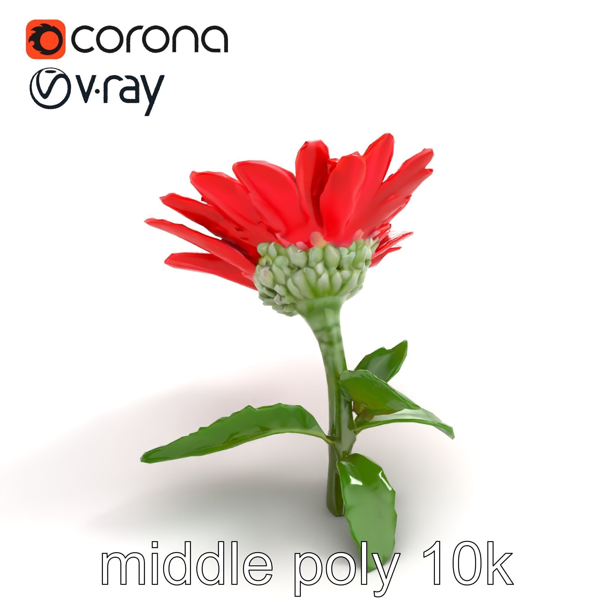 Leucanthemum Red Bloom Realistic Flower model pack Low-poly 3D model_8