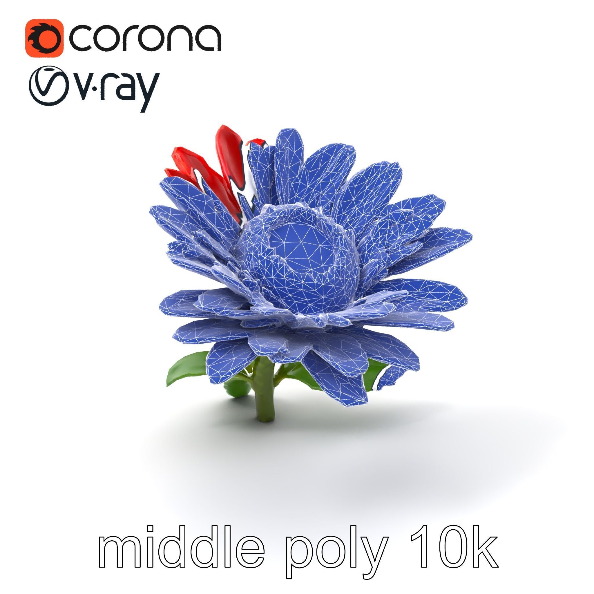 Leucanthemum Red Bloom Realistic Flower model pack Low-poly 3D model_6