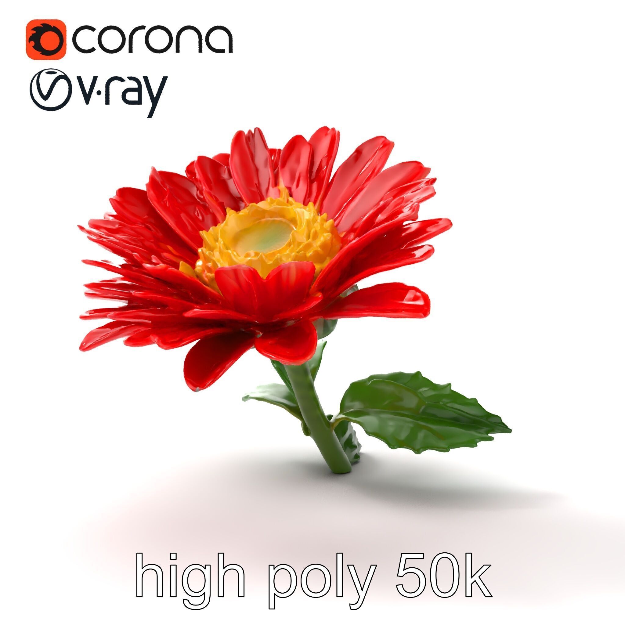 Leucanthemum Red Bloom Realistic Flower model pack Low-poly 3D model_22