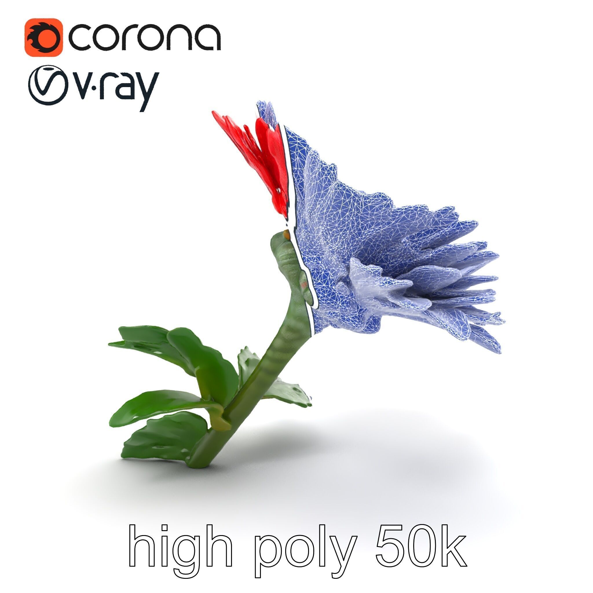 Leucanthemum Red Bloom Realistic Flower model pack Low-poly 3D model_28