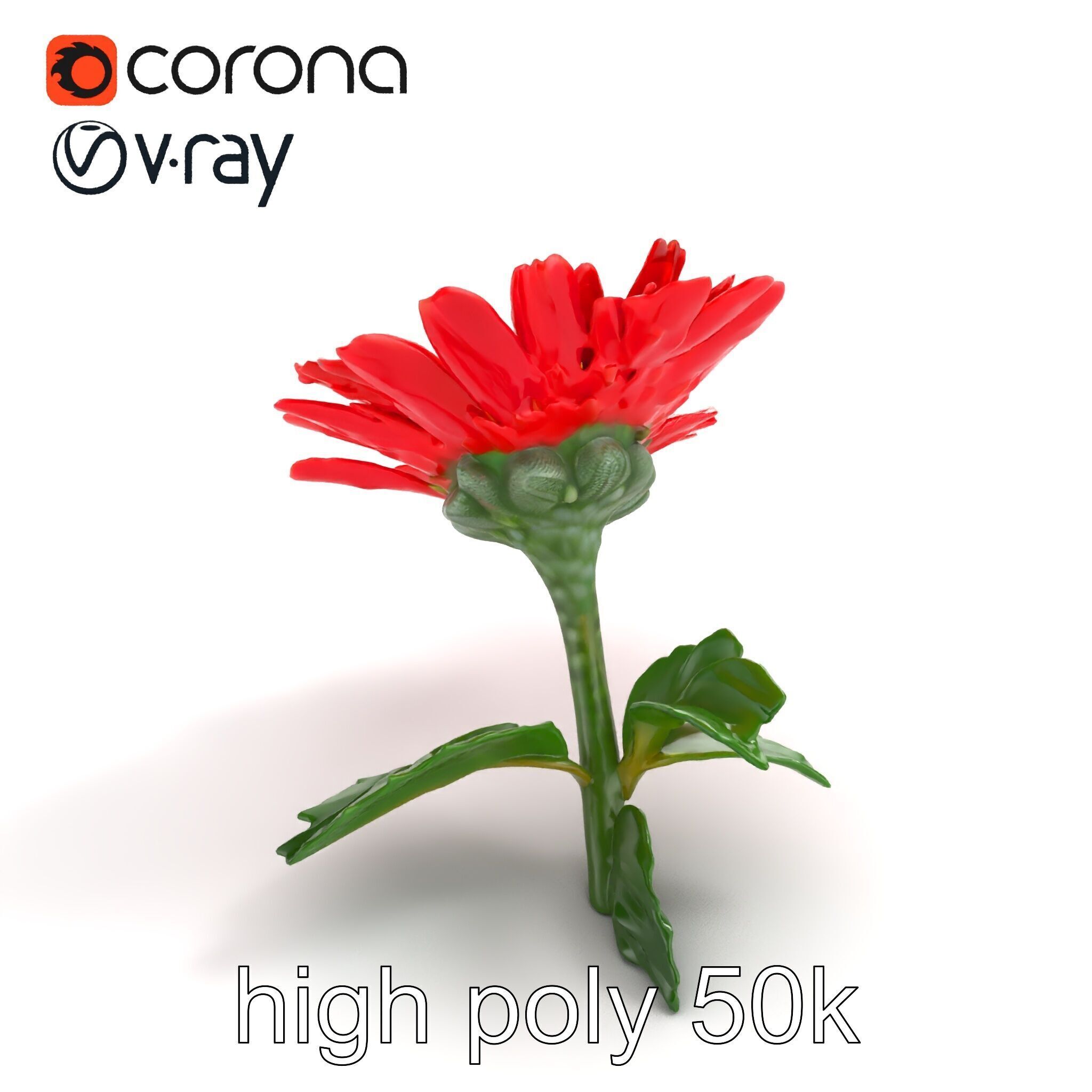 Leucanthemum Red Bloom Realistic Flower model pack Low-poly 3D model_23