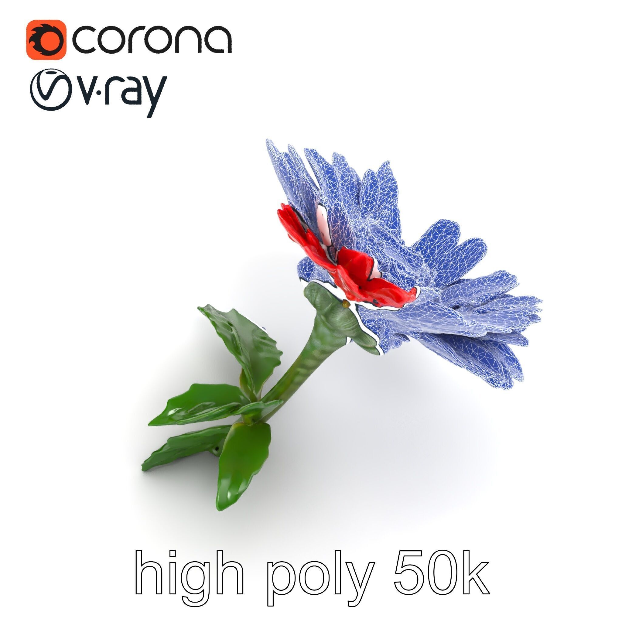 Leucanthemum Red Bloom Realistic Flower model pack Low-poly 3D model_19