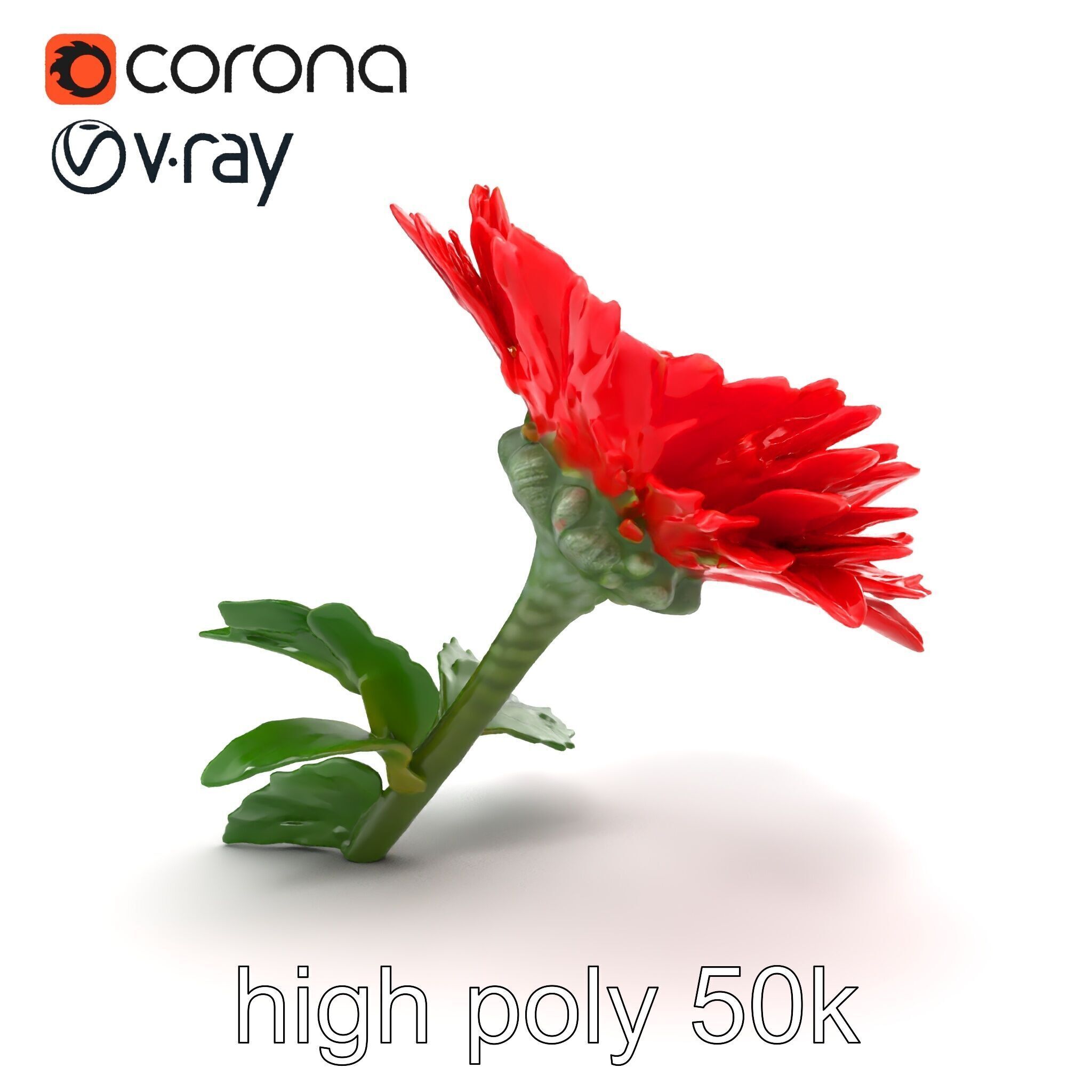 Leucanthemum Red Bloom Realistic Flower model pack Low-poly 3D model_30