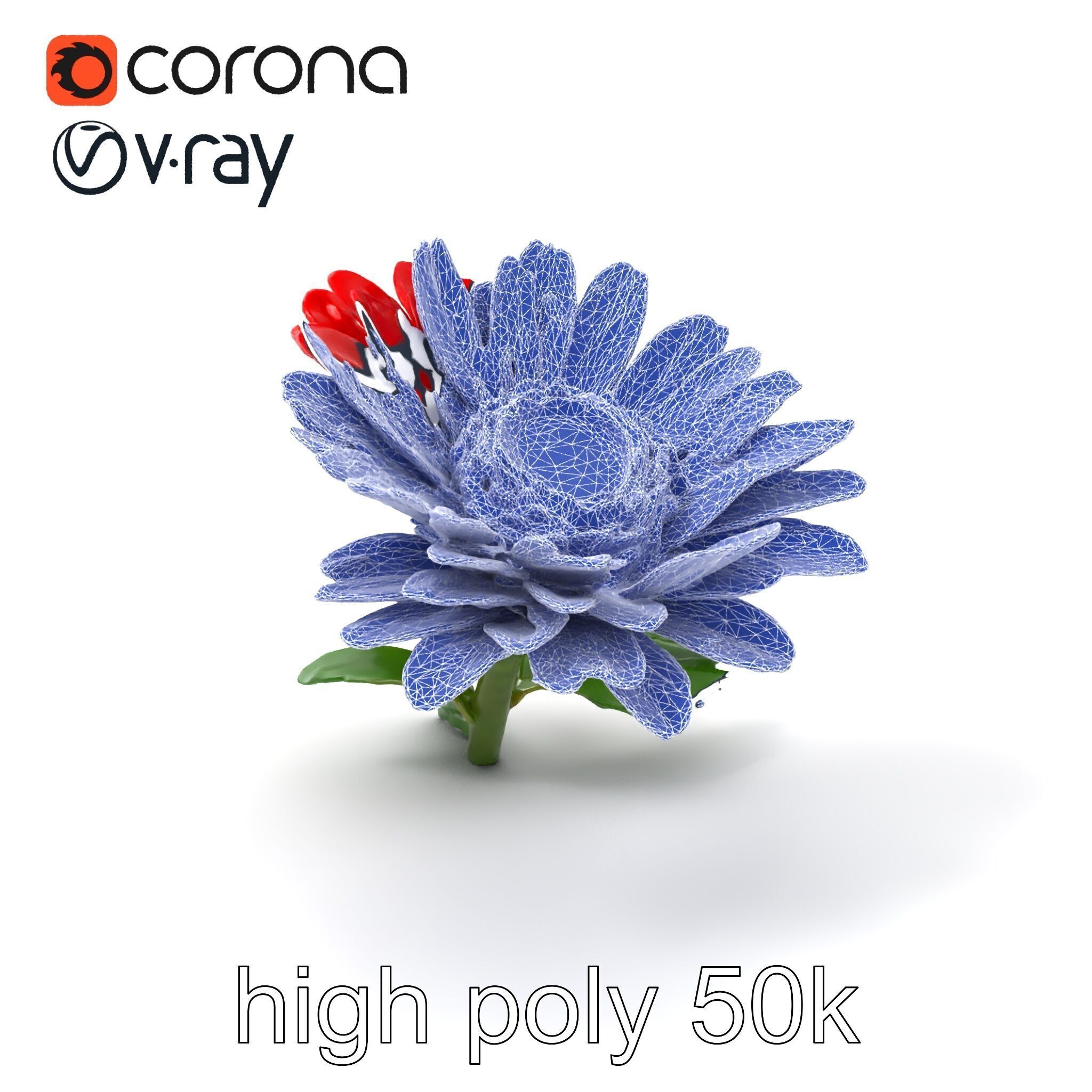 Leucanthemum Red Bloom Realistic Flower model pack Low-poly 3D model_10