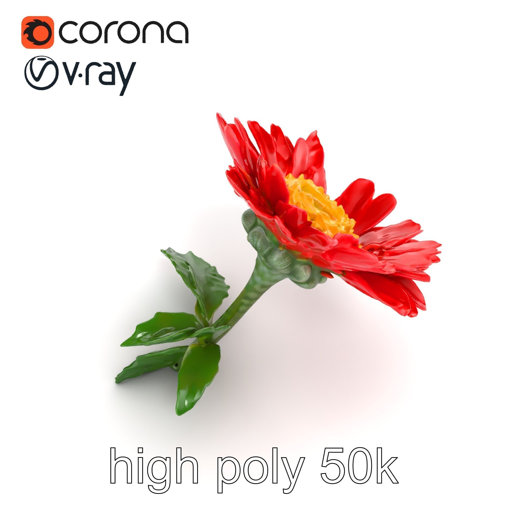 Leucanthemum Red Bloom Realistic Flower model pack Low-poly 3D model_27